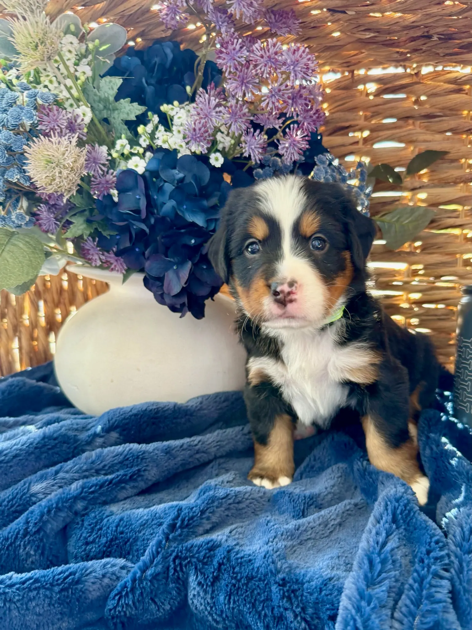 Green collar puppy — July 24, 2026