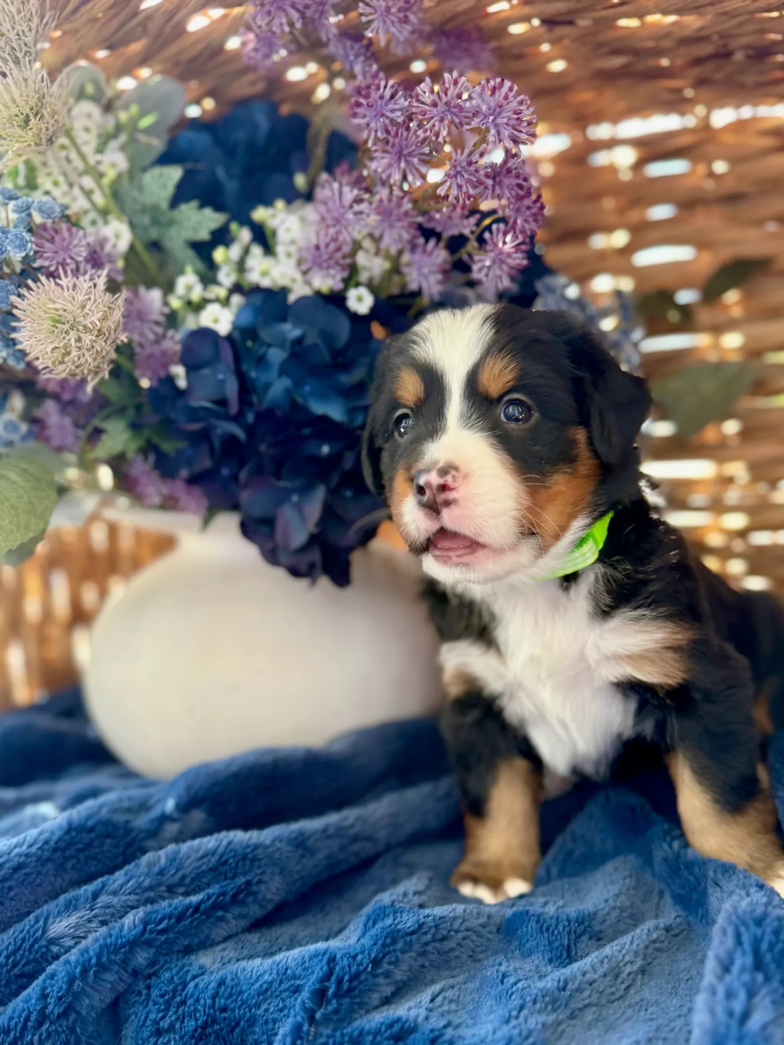 Green collar puppy — July 24, 2026