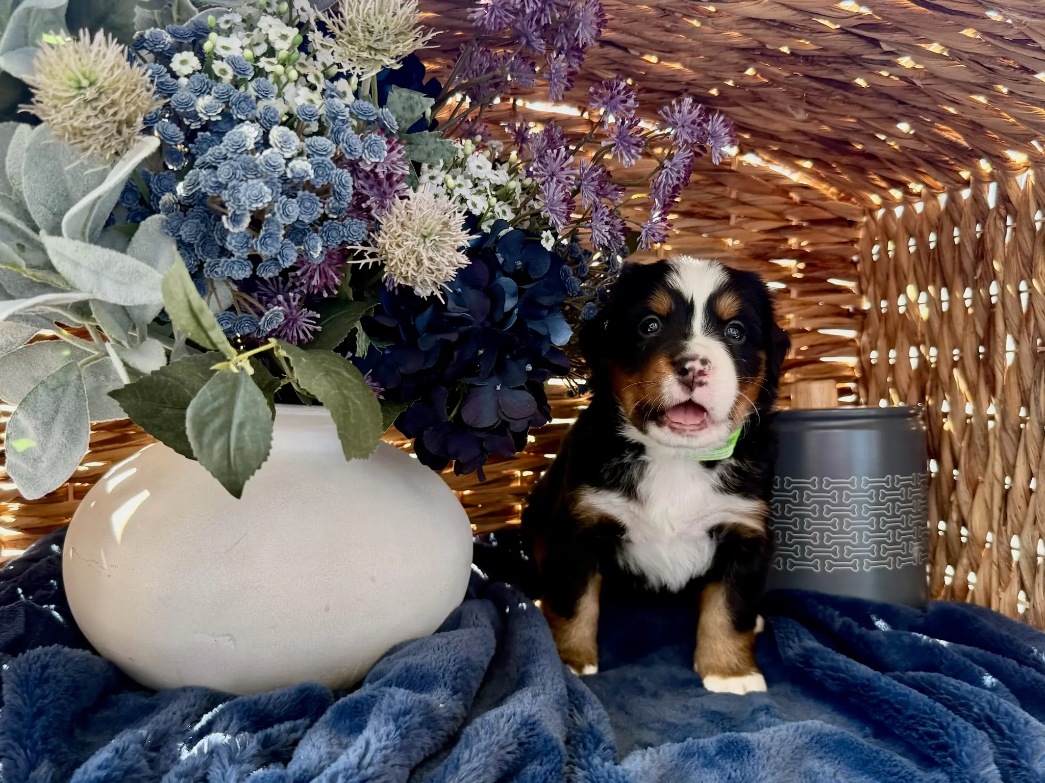 Green collar puppy — July 24, 2026