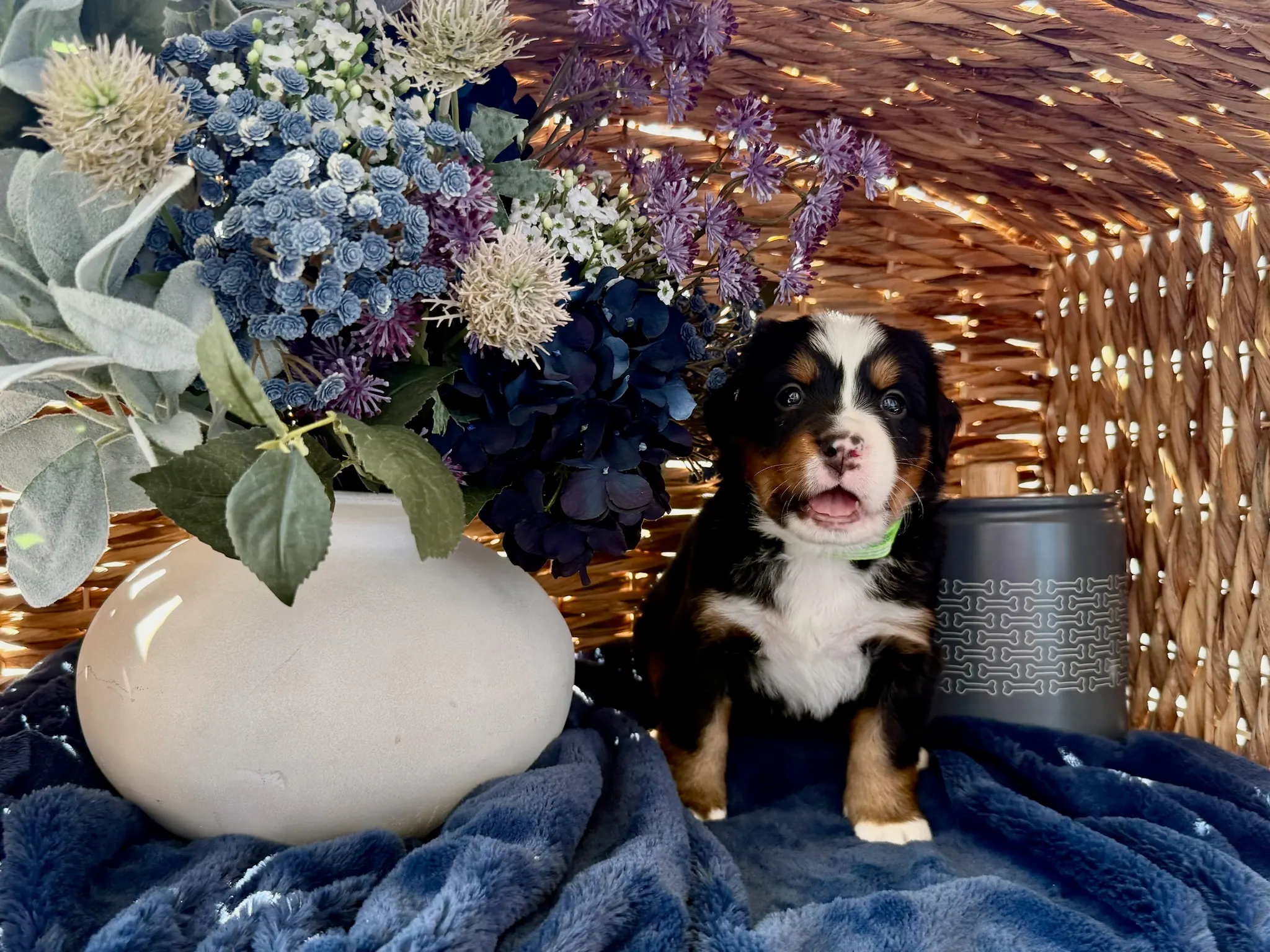 Green collar puppy — July 24, 2026