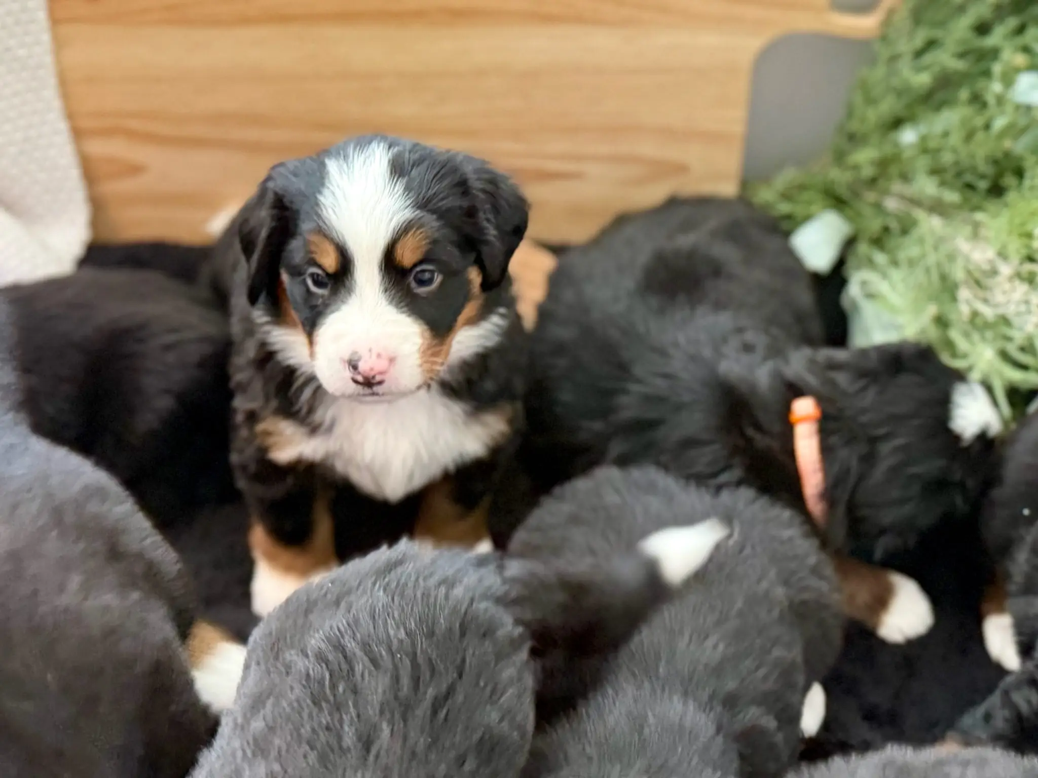 Coco's litter — July 24, 2026