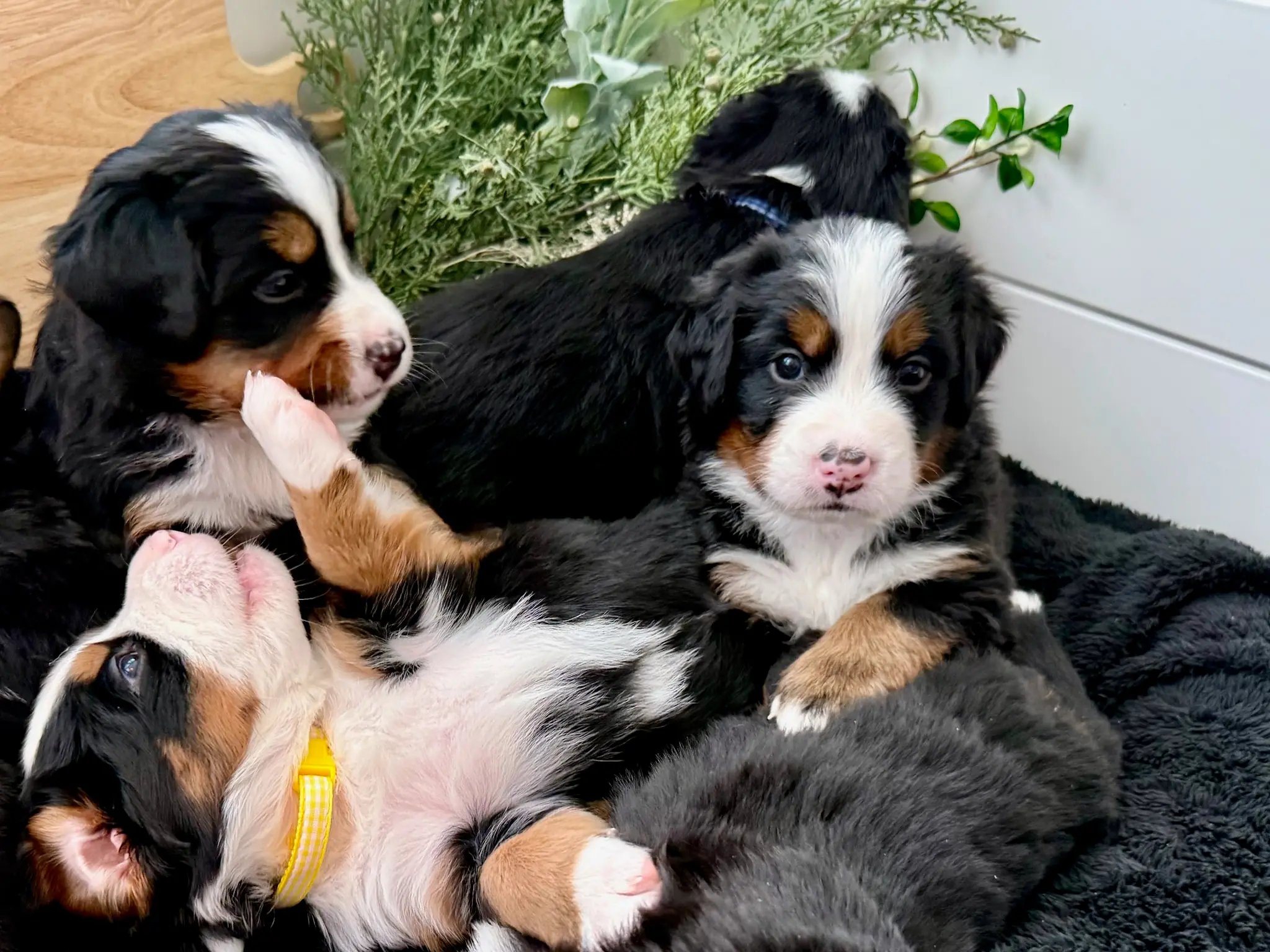 Coco's litter — July 24, 2026