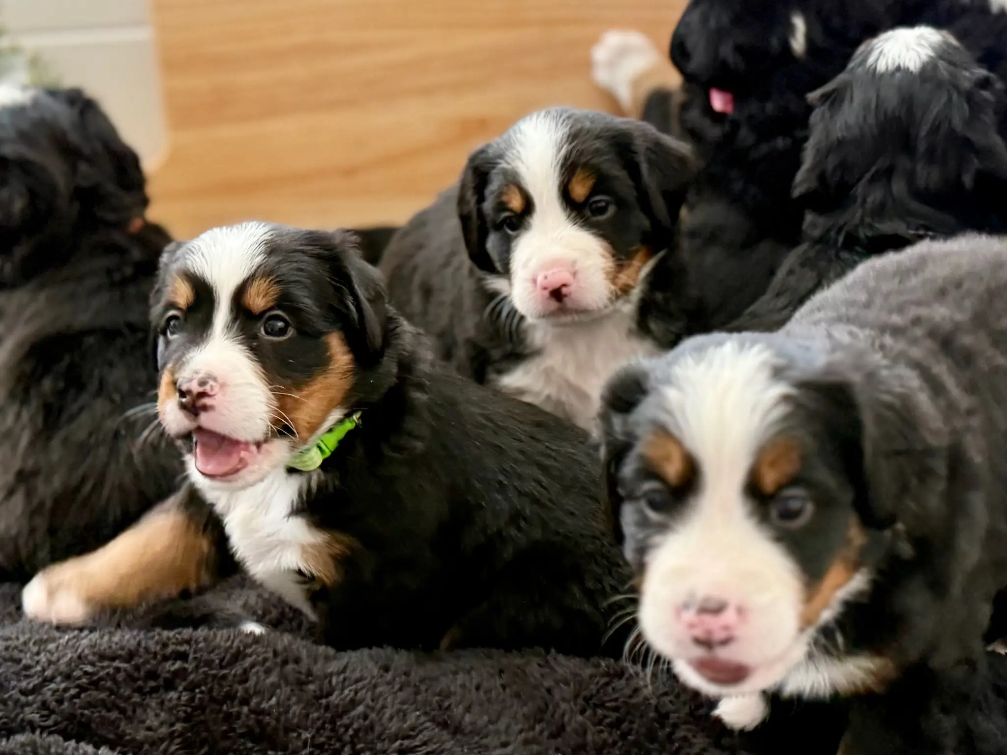 Coco's litter — July 24, 2026