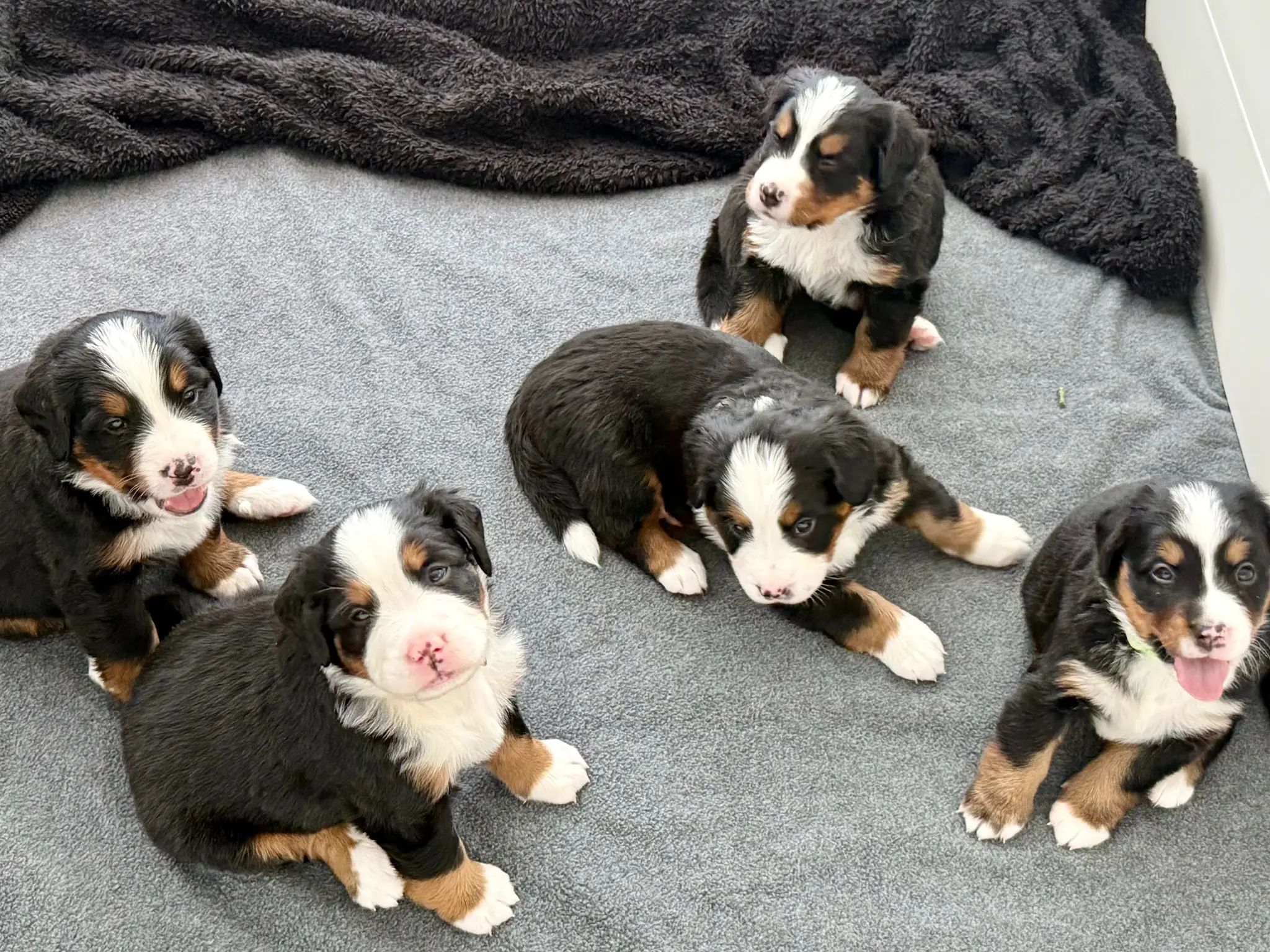 Coco's litter — July 24, 2026