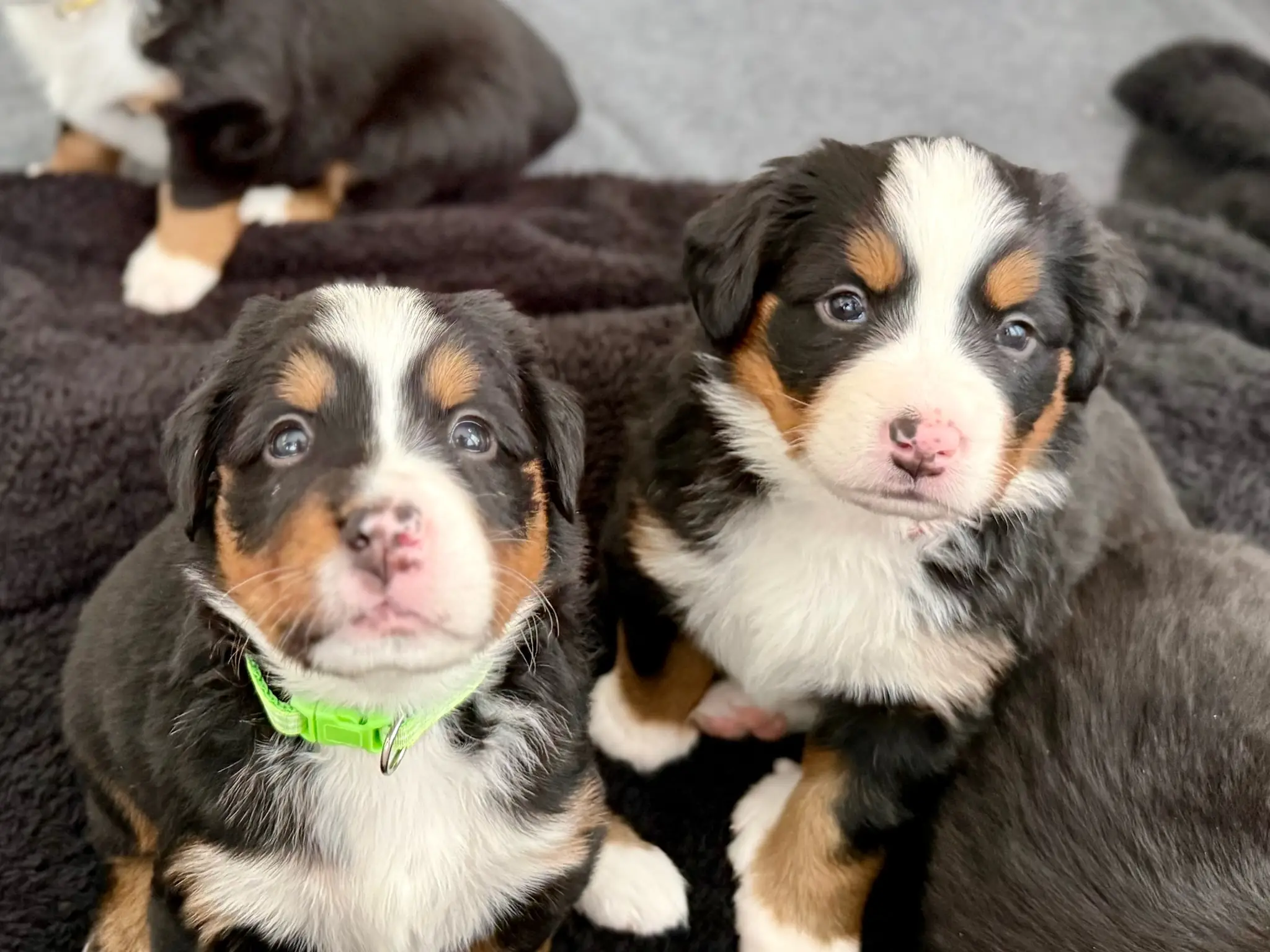 Coco's litter — July 24, 2026