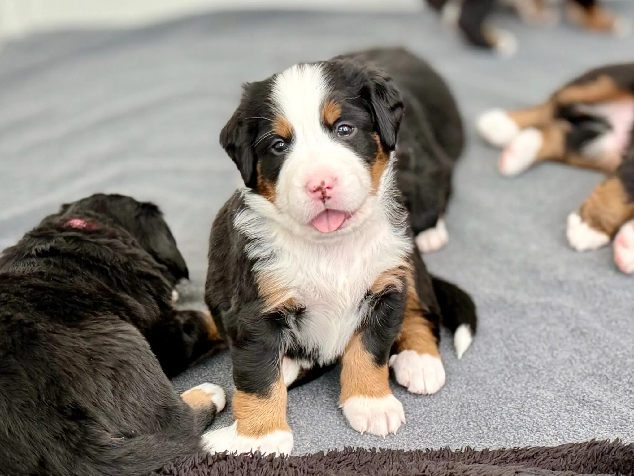 Coco's litter — July 24, 2026