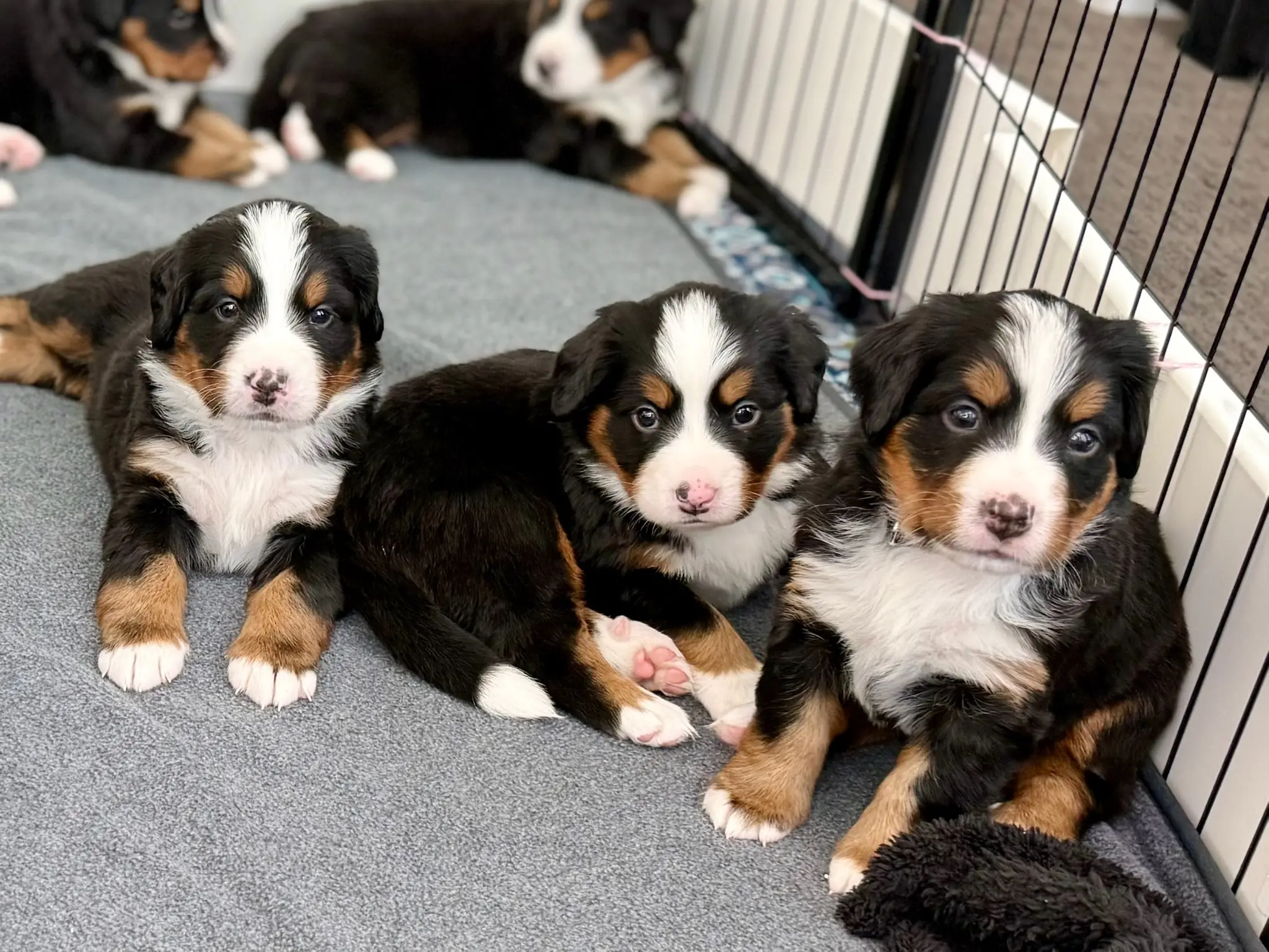 Coco's litter — July 24, 2026