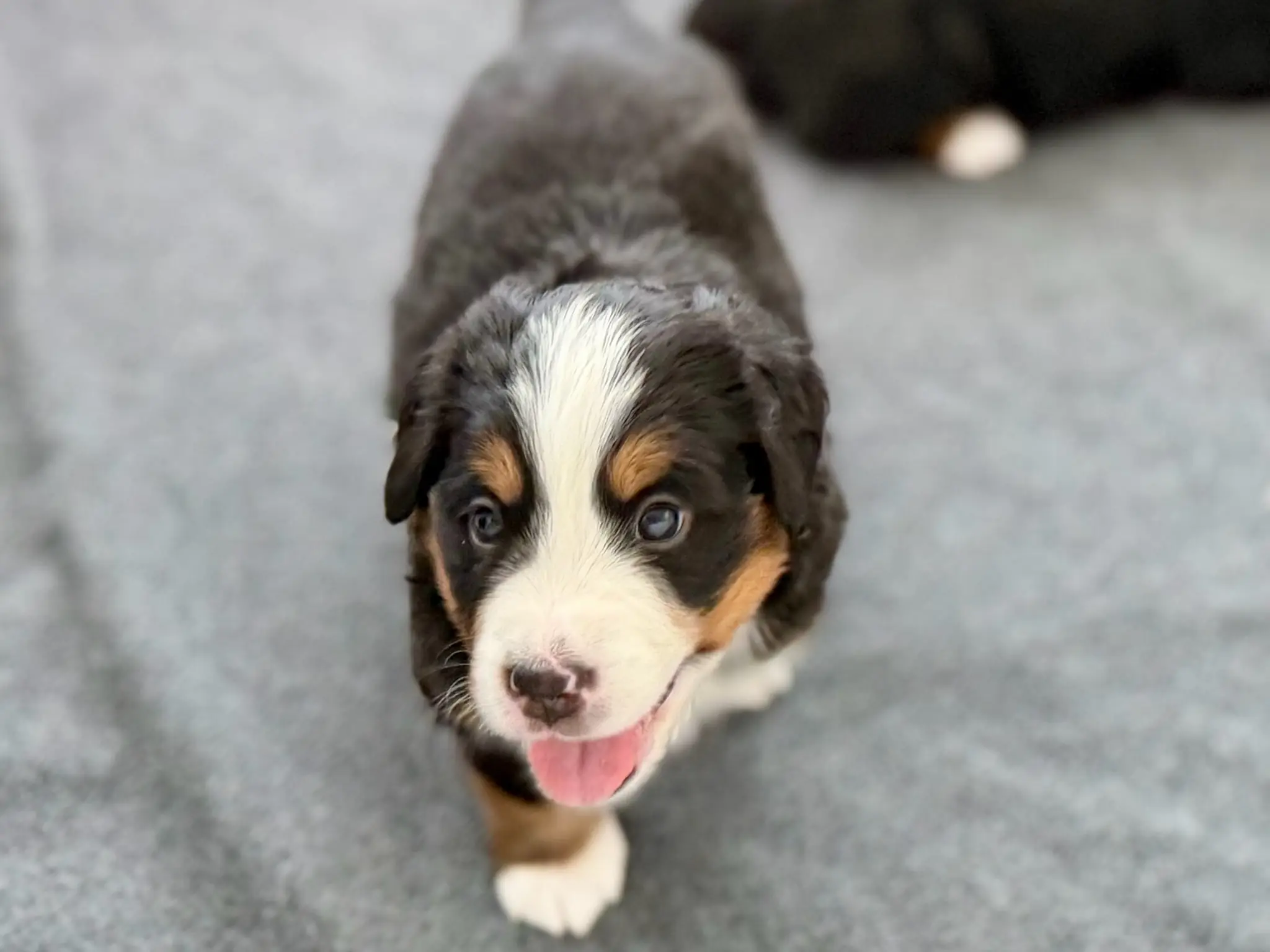 Coco's litter — July 24, 2026