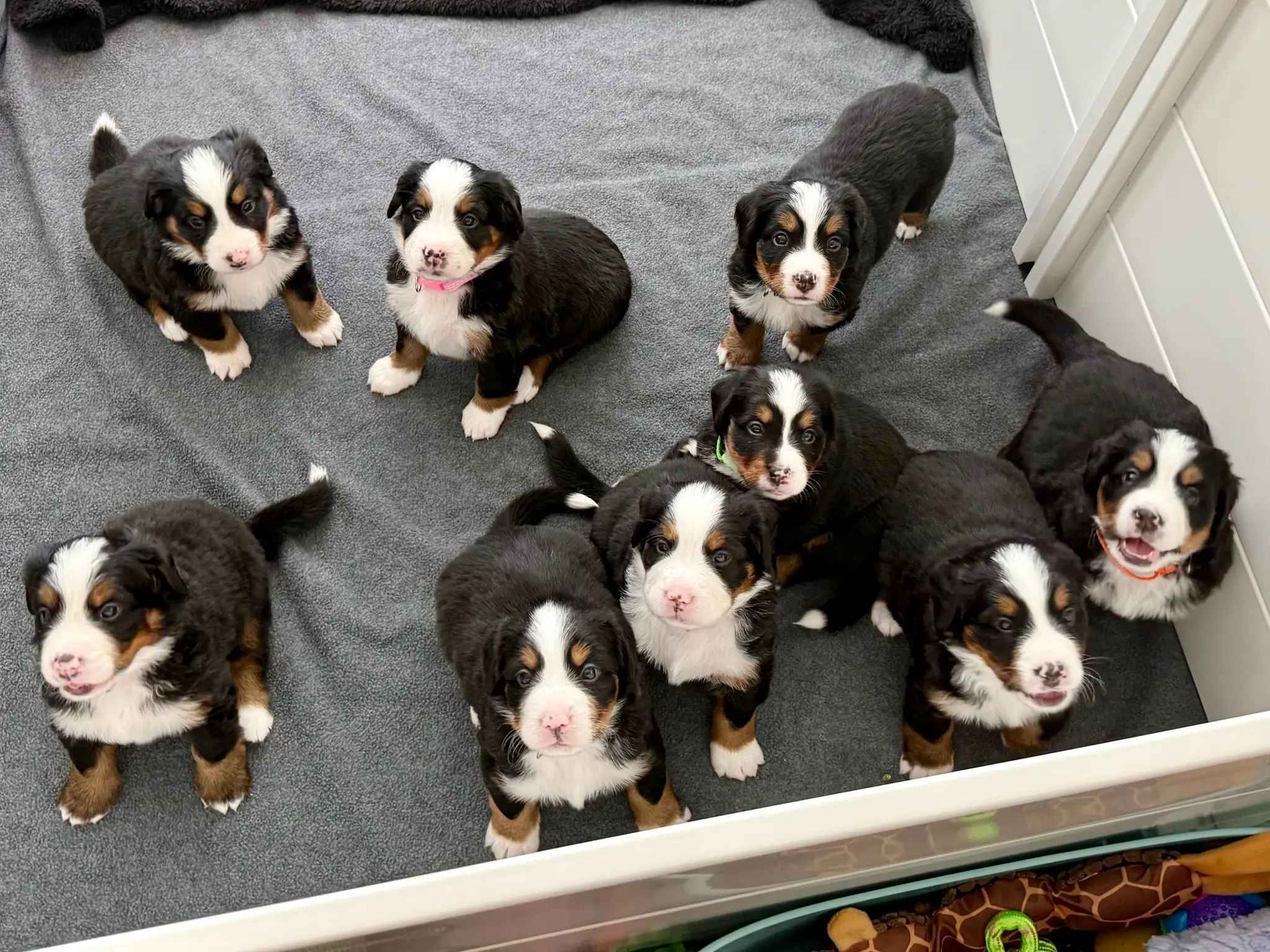 Coco's litter — July 24, 2026