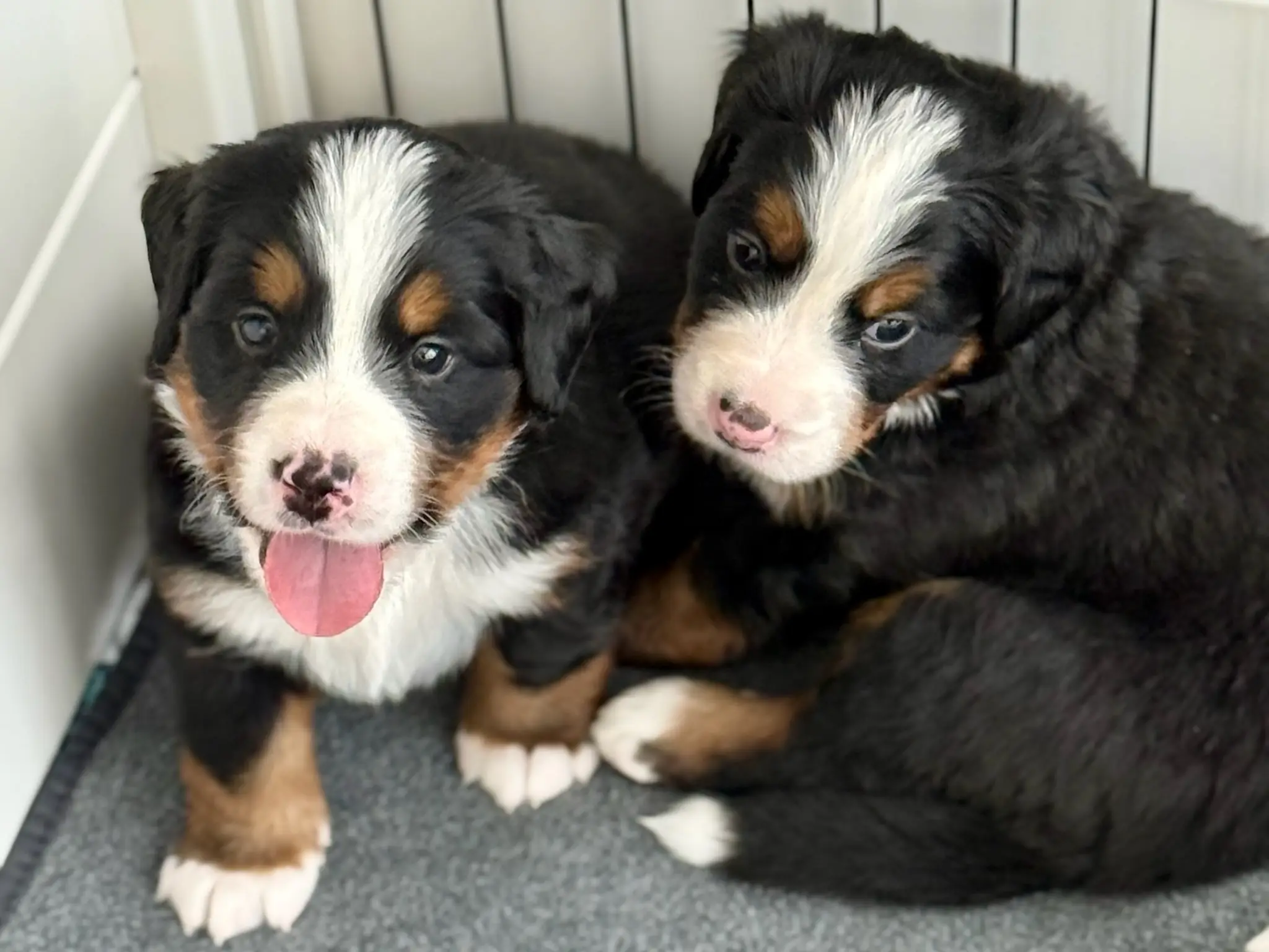 Coco's litter — July 24, 2026