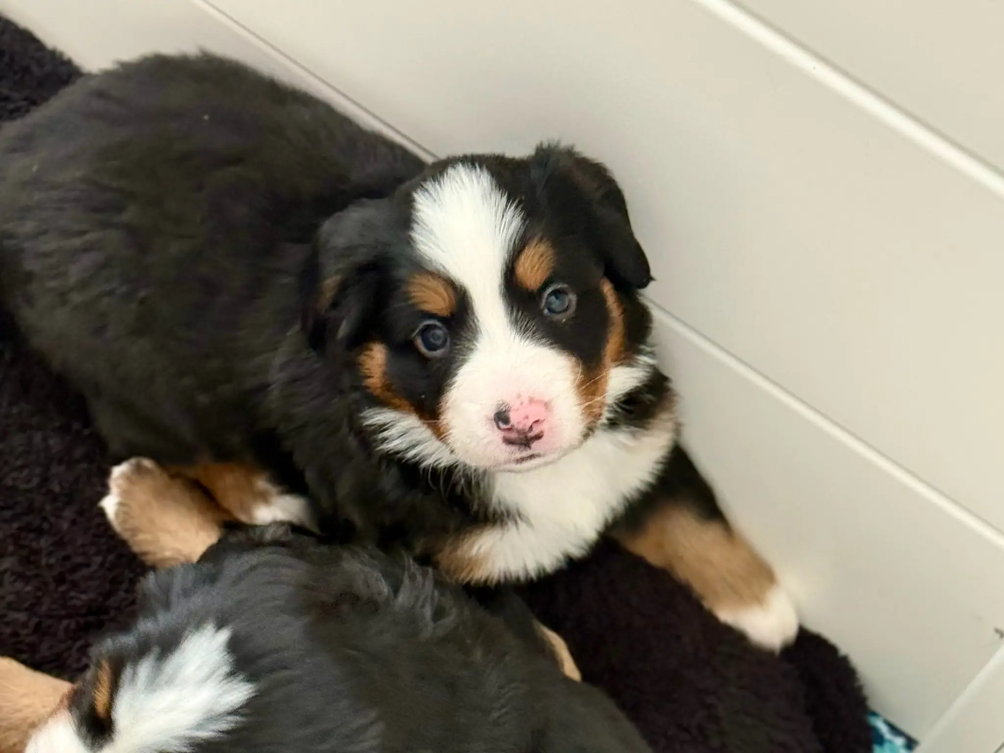 Coco's litter — July 24, 2026