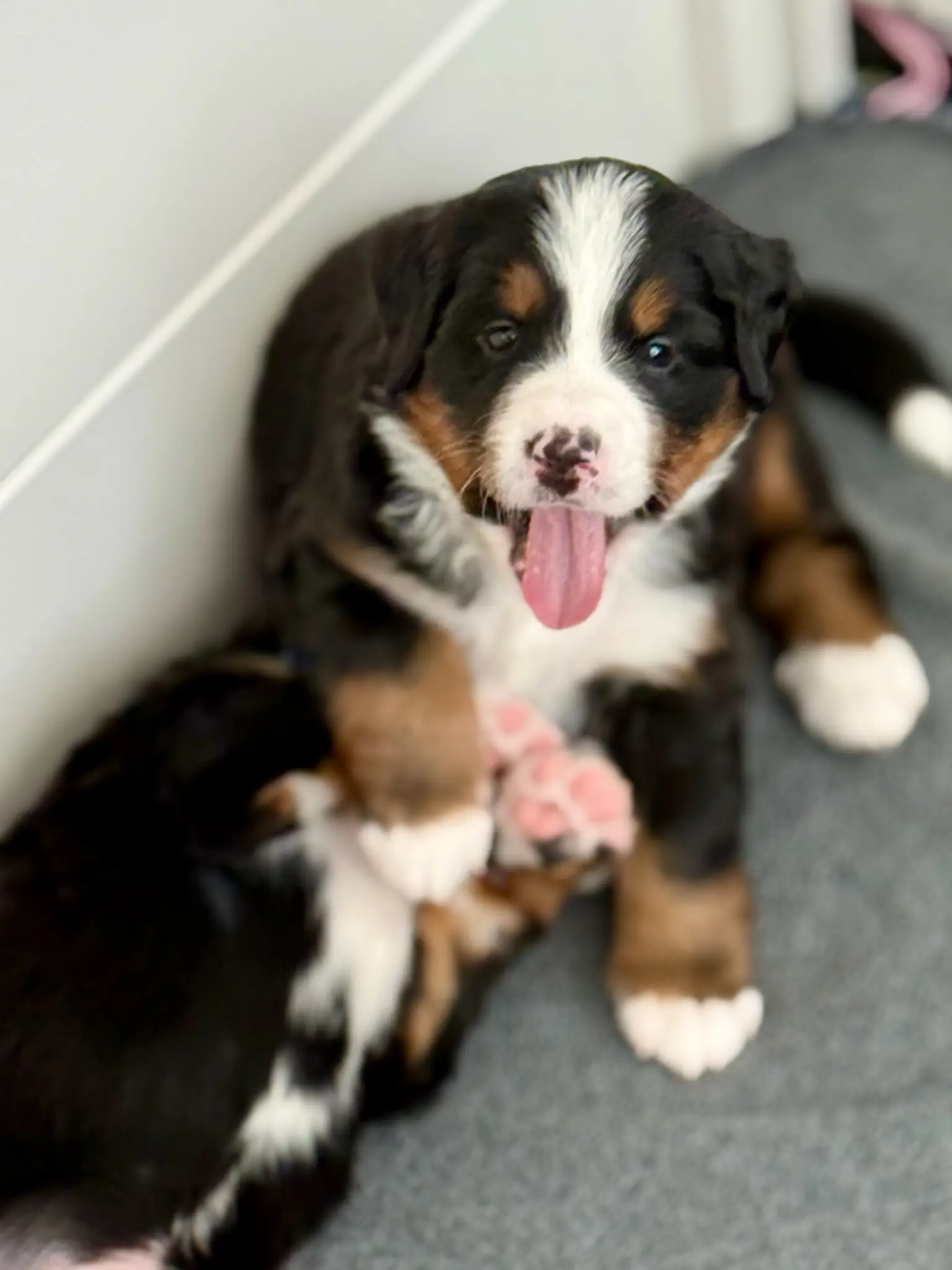 Coco's litter — July 24, 2026