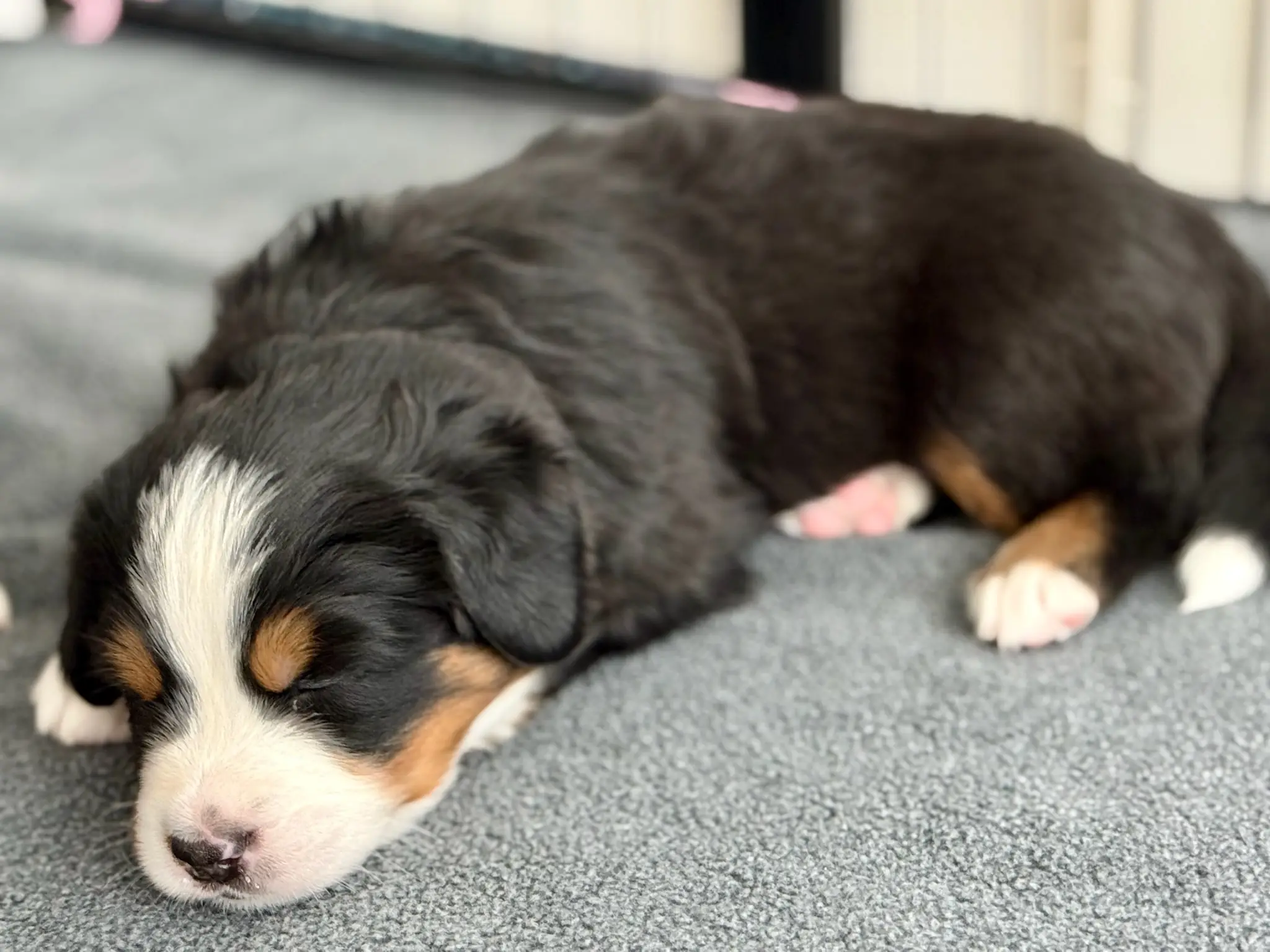 Coco's litter — July 24, 2026