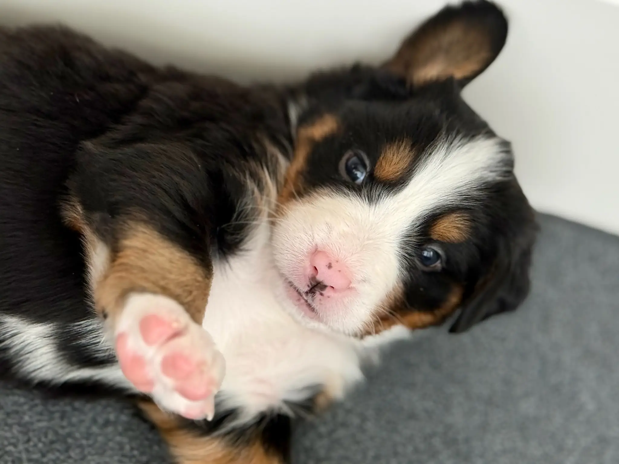 Coco's litter — July 24, 2026
