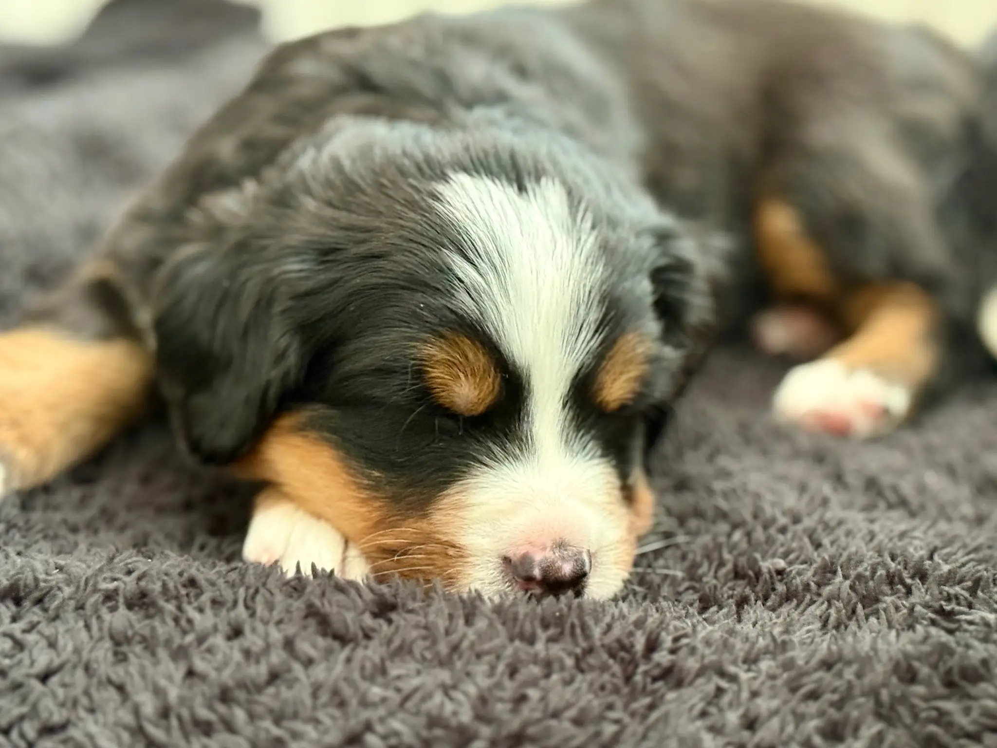 Coco's litter — July 24, 2026