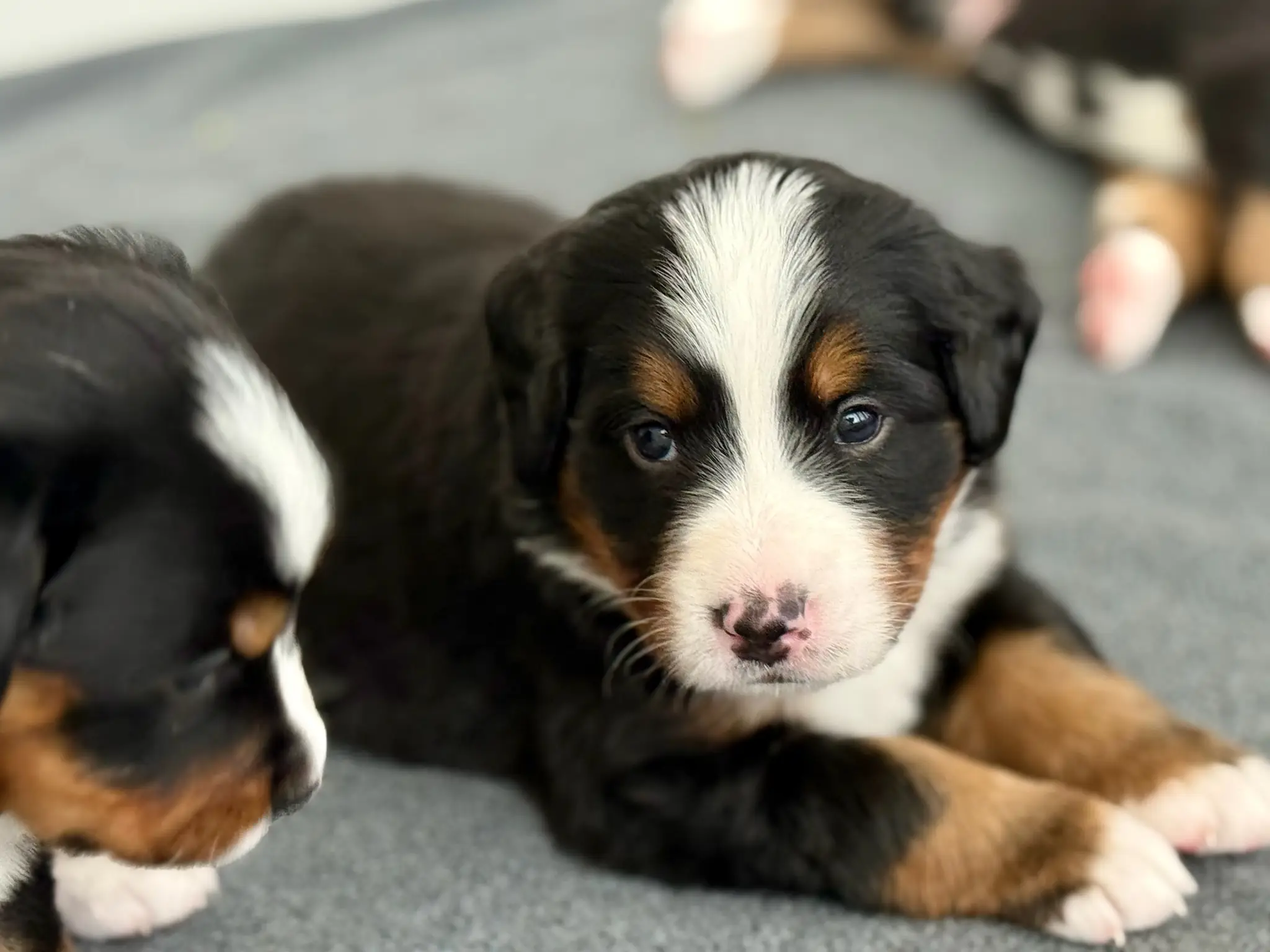 Coco's litter — July 24, 2026
