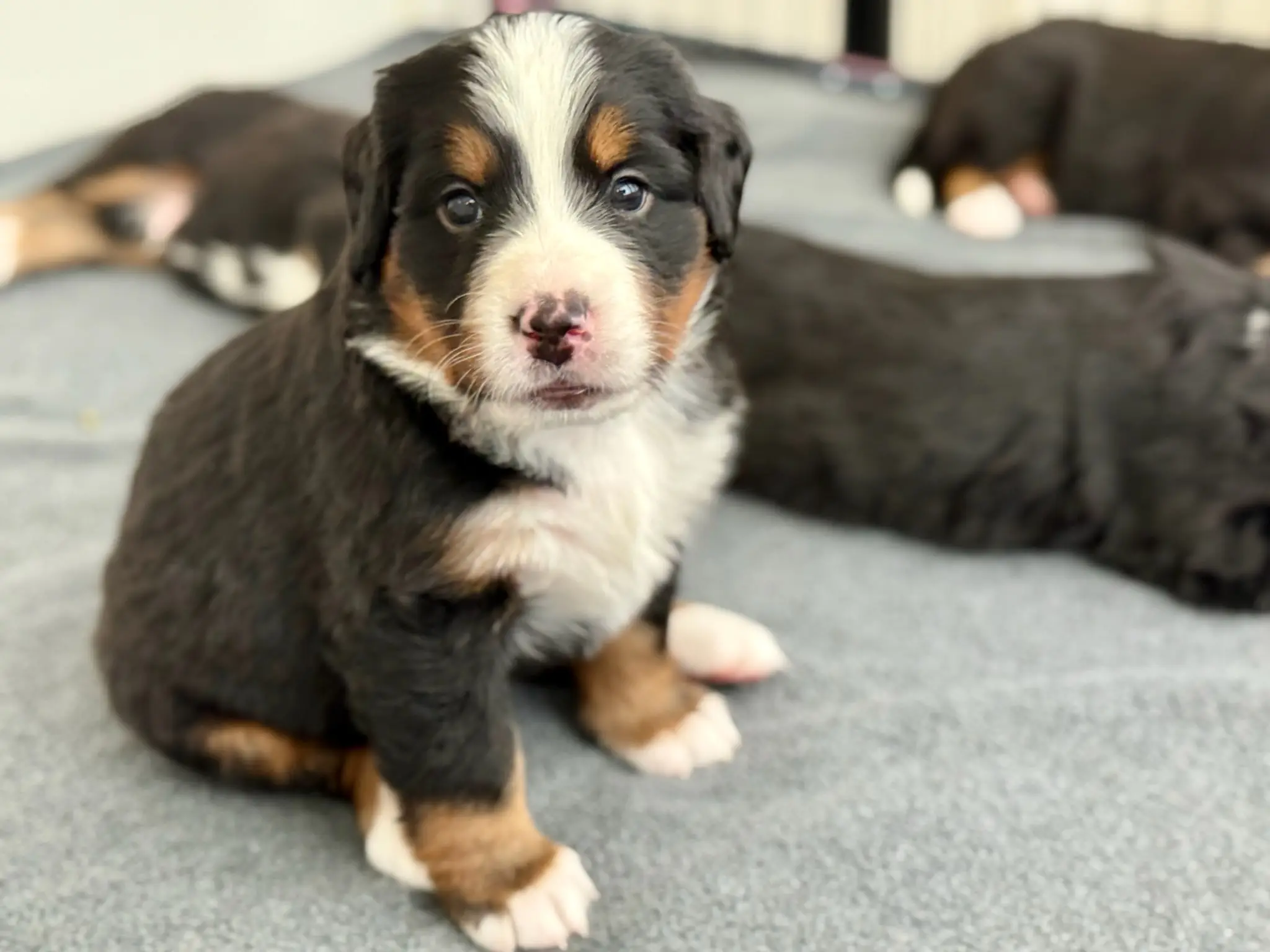 Coco's litter — July 24, 2026