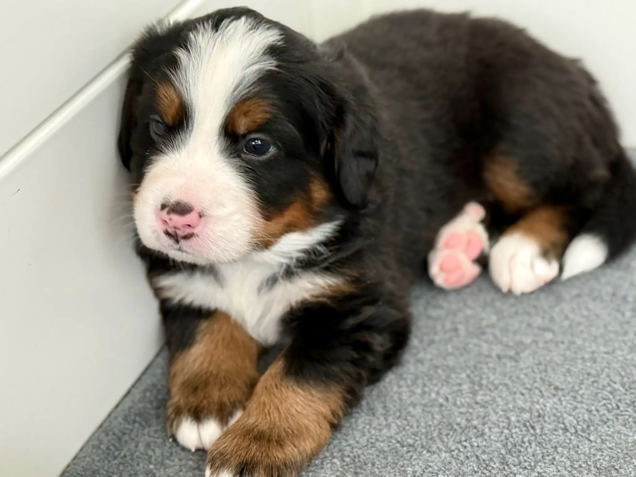 Coco's litter — July 24, 2026