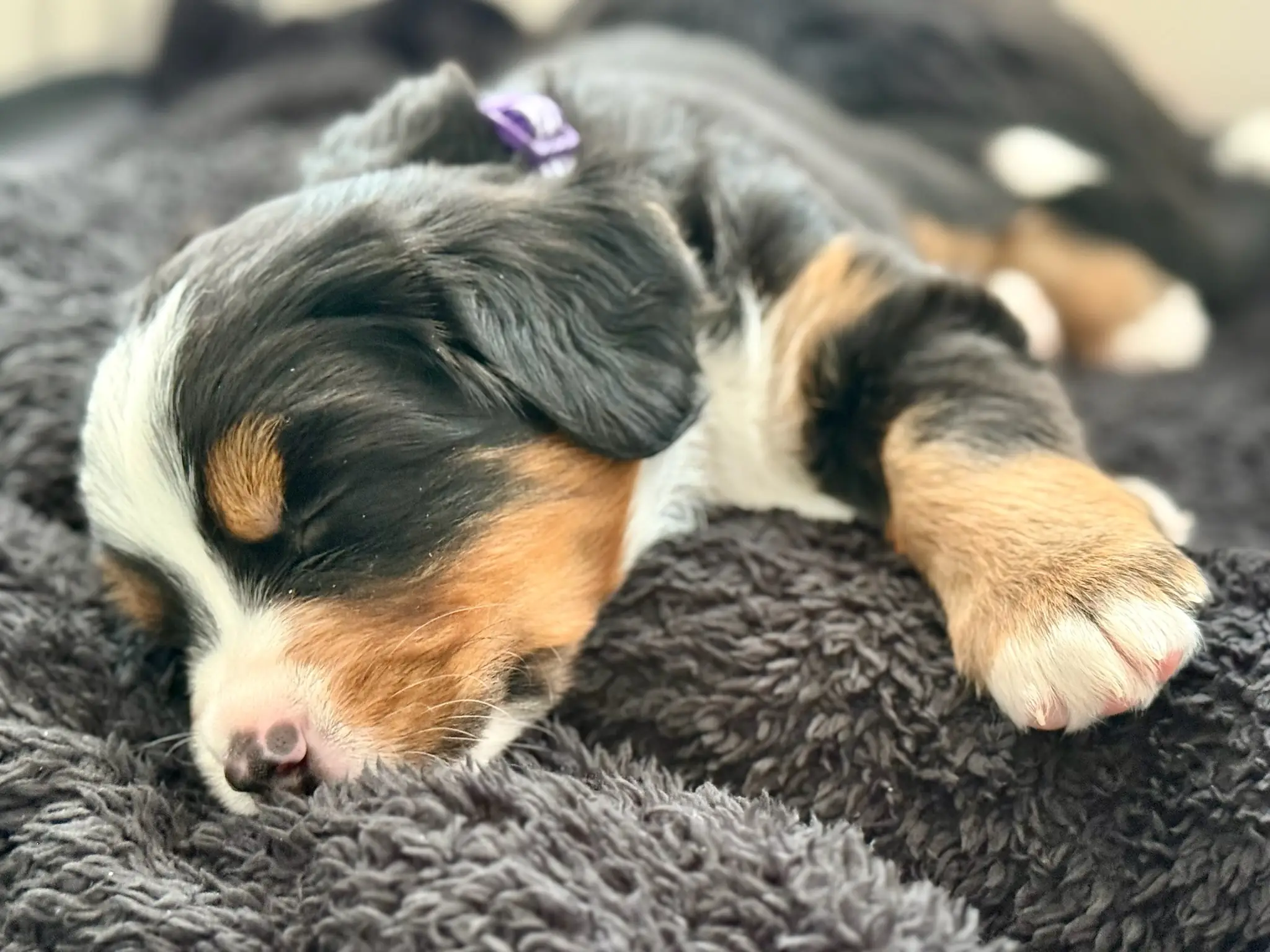 Coco's litter — July 24, 2026
