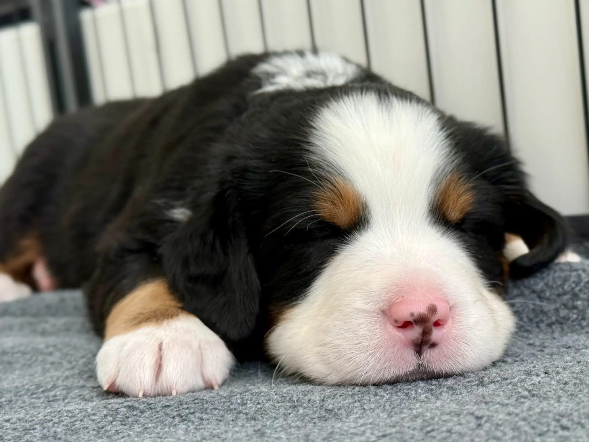 Coco's litter — July 24, 2026