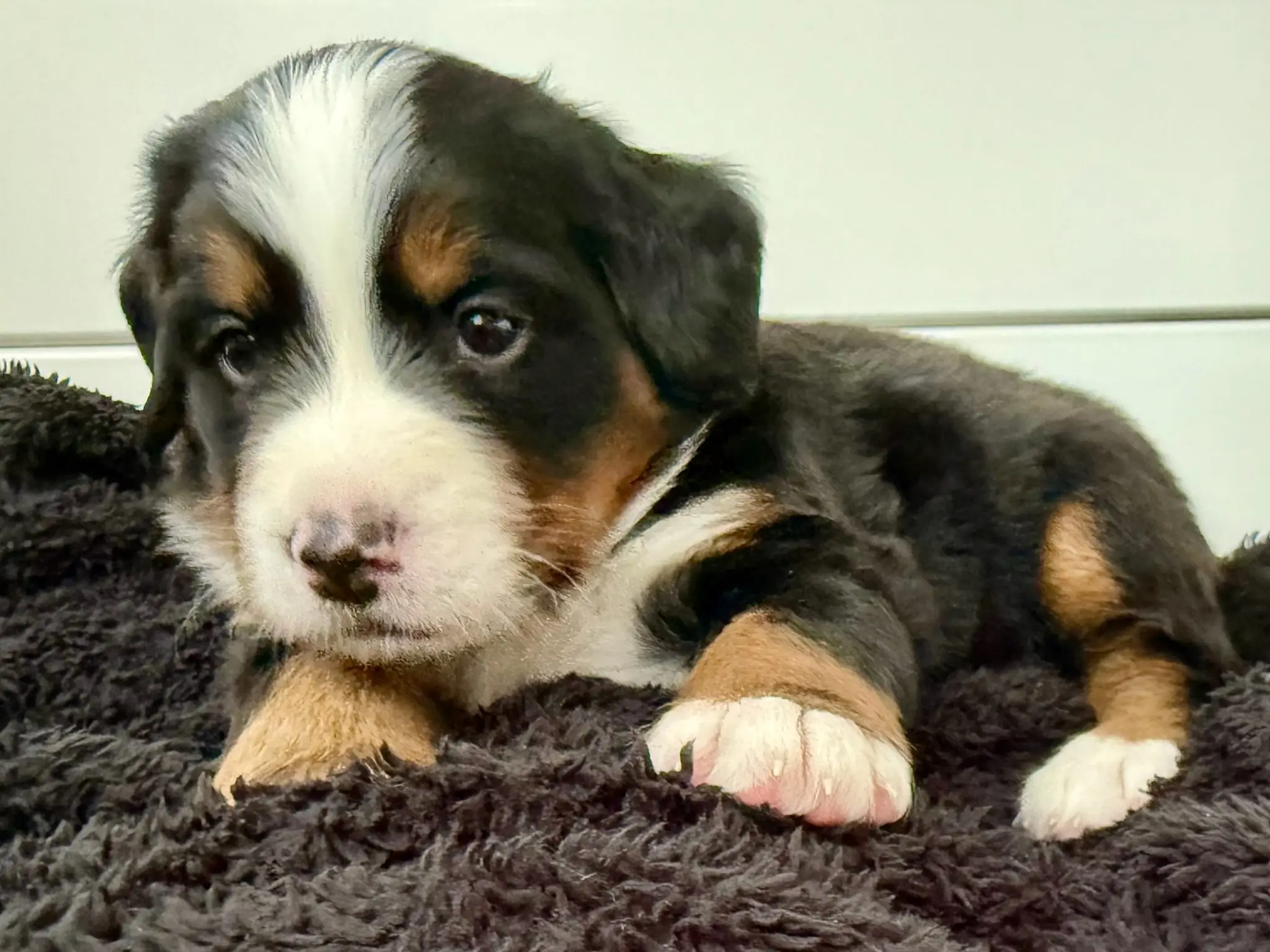 Coco's litter — July 24, 2026