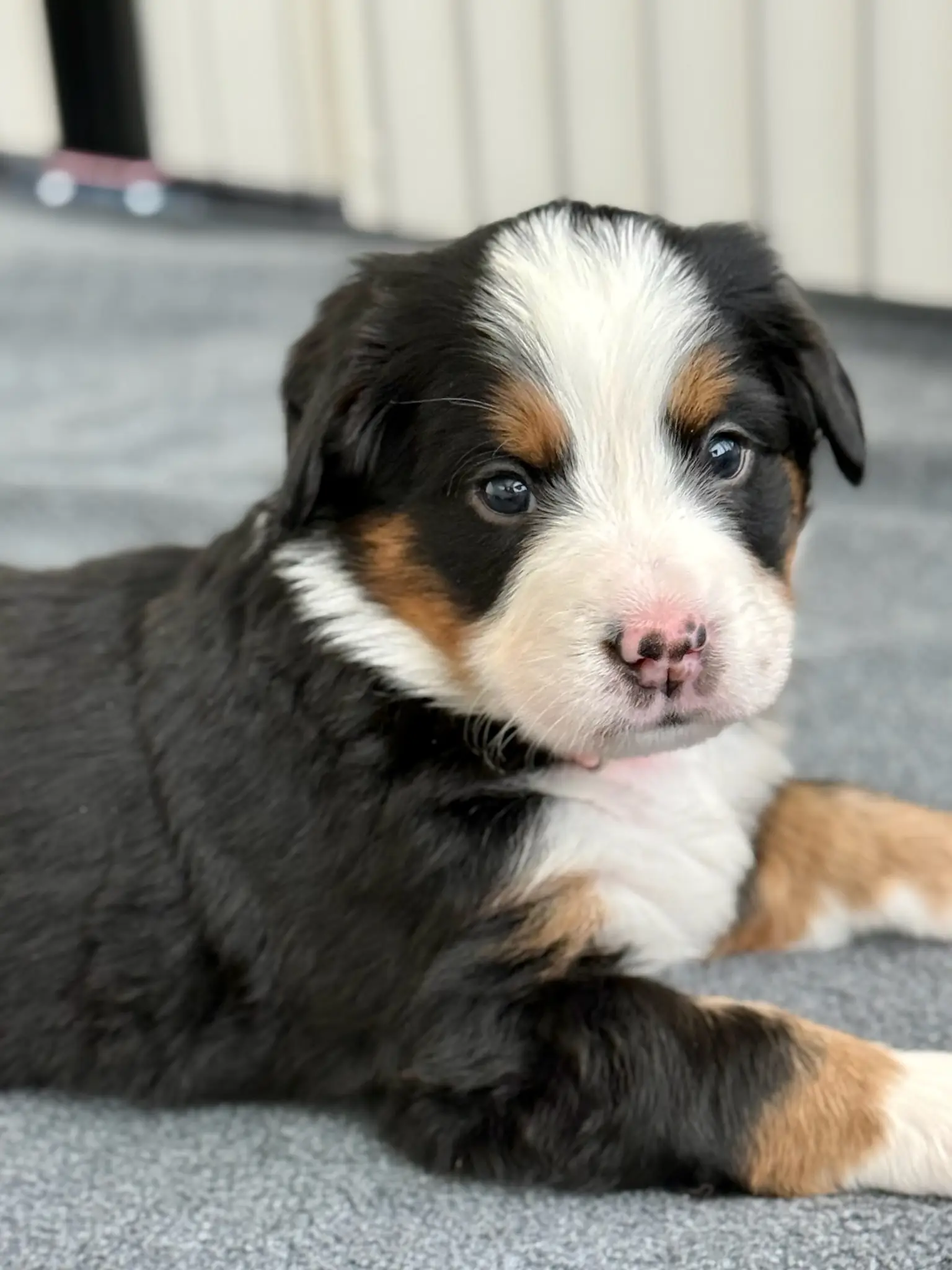 Coco's litter — July 24, 2026