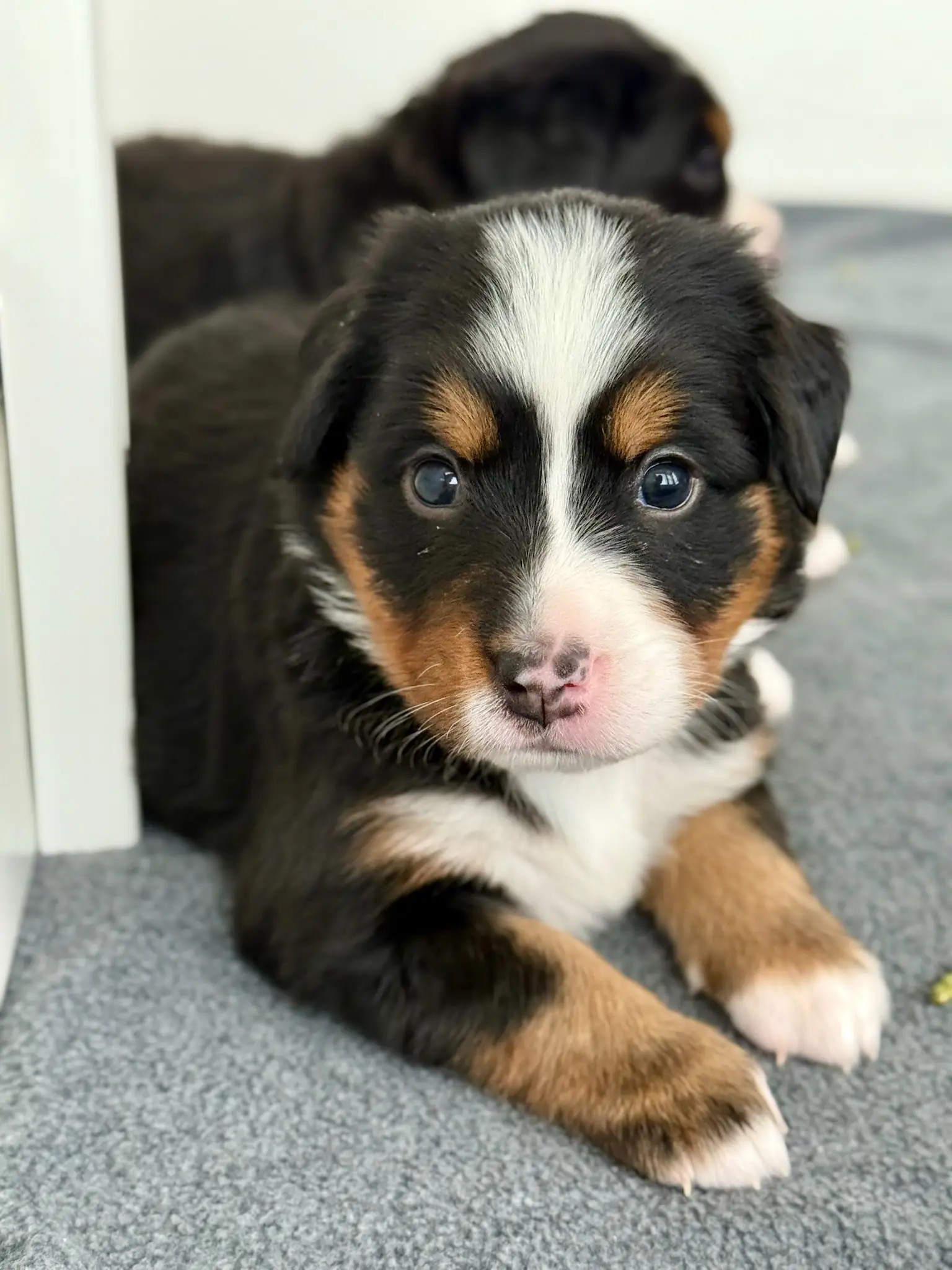 Coco's litter — July 24, 2026