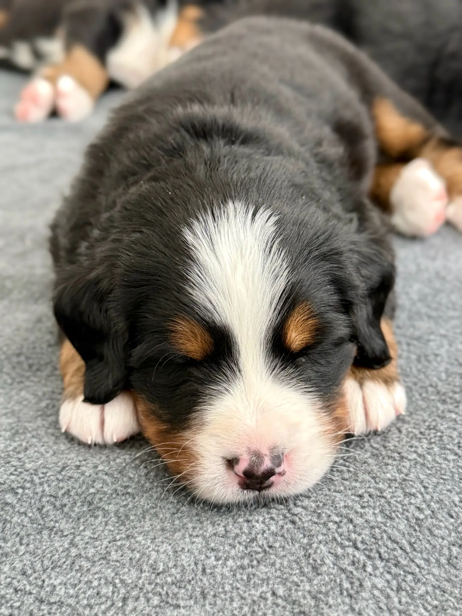 Coco's litter — July 24, 2026