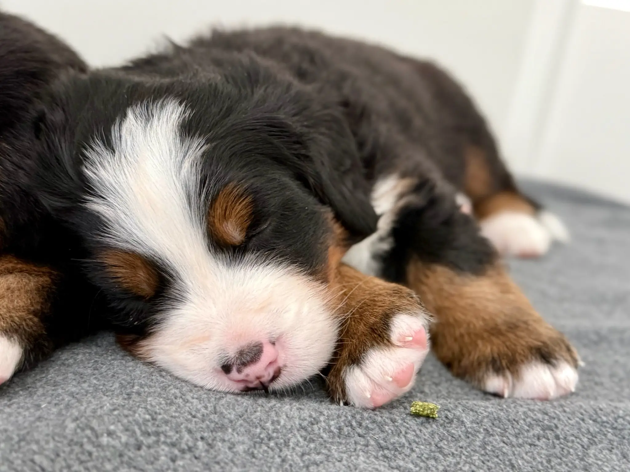 Coco's litter — July 24, 2026