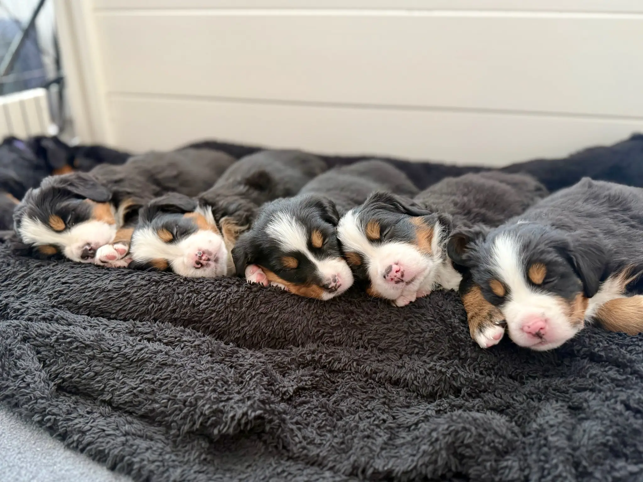 Coco's litter — July 24, 2026