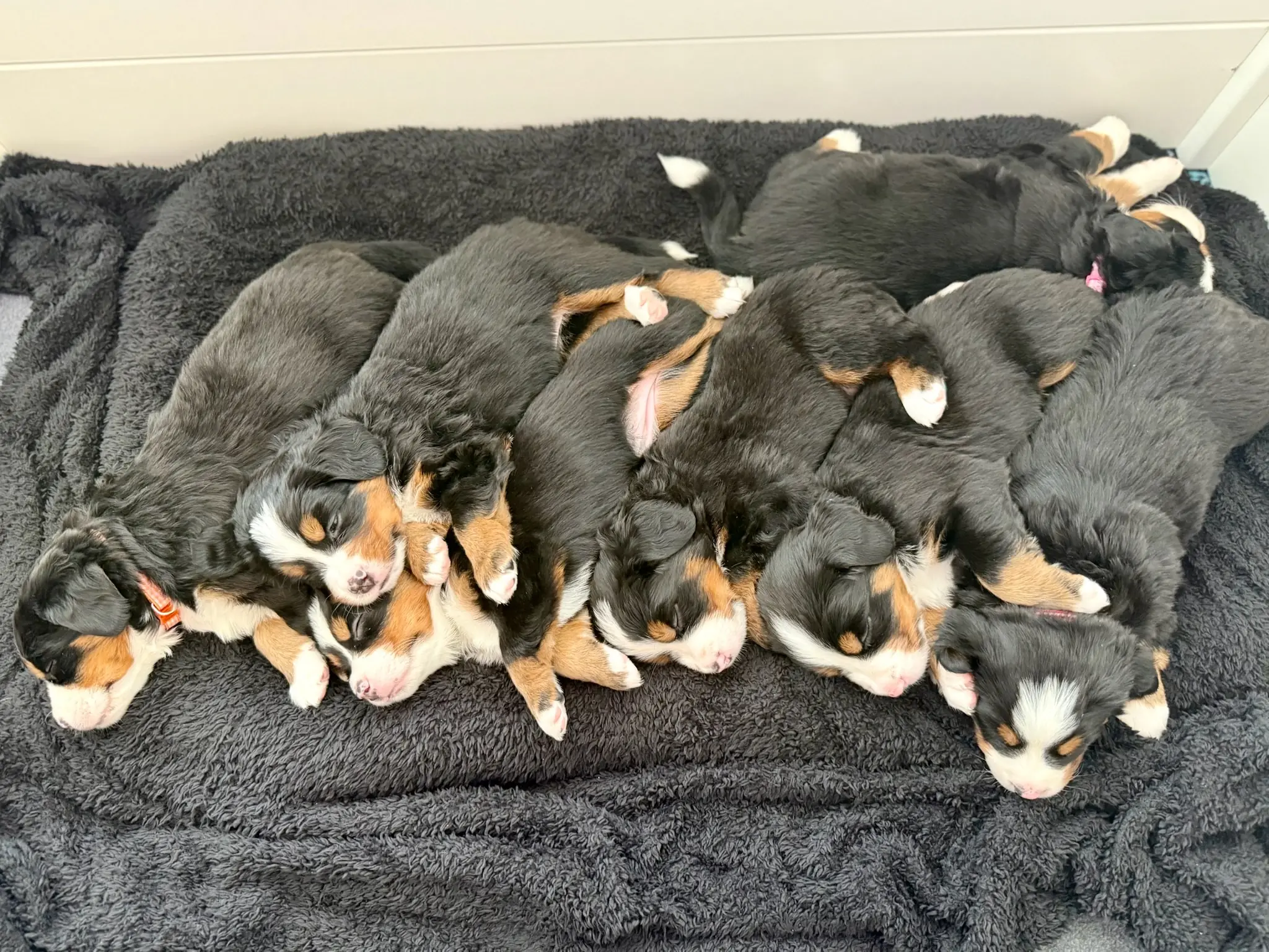 Coco's litter — July 24, 2026
