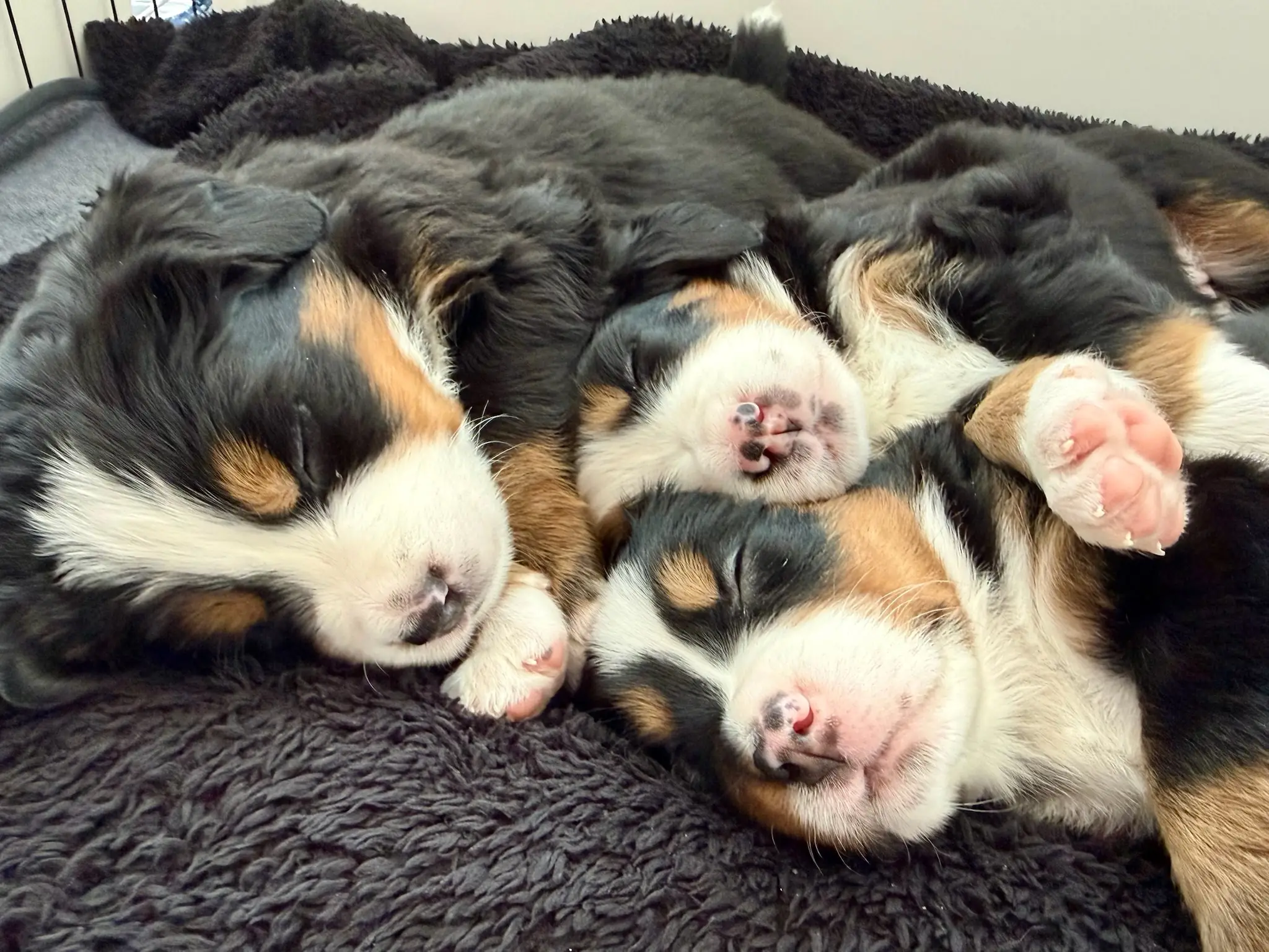 Coco's litter — July 24, 2026