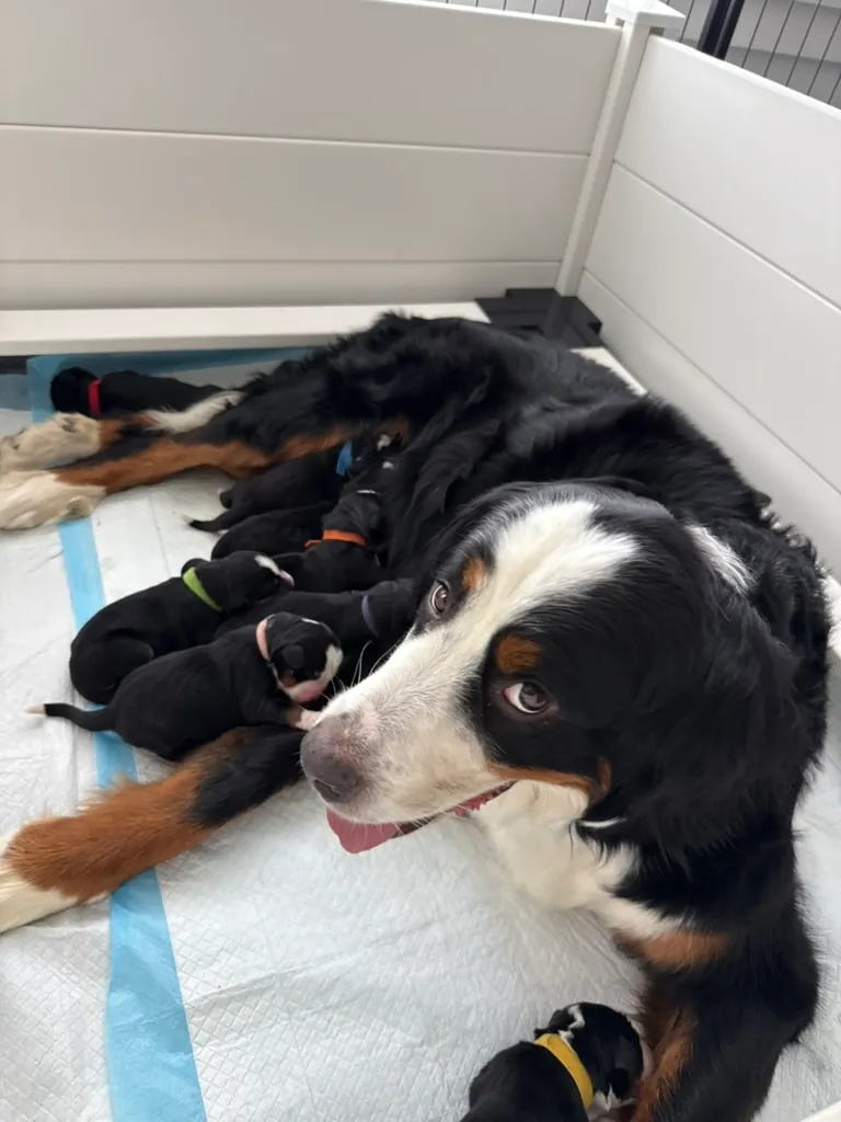 Coco nursing her nine newborn puppies