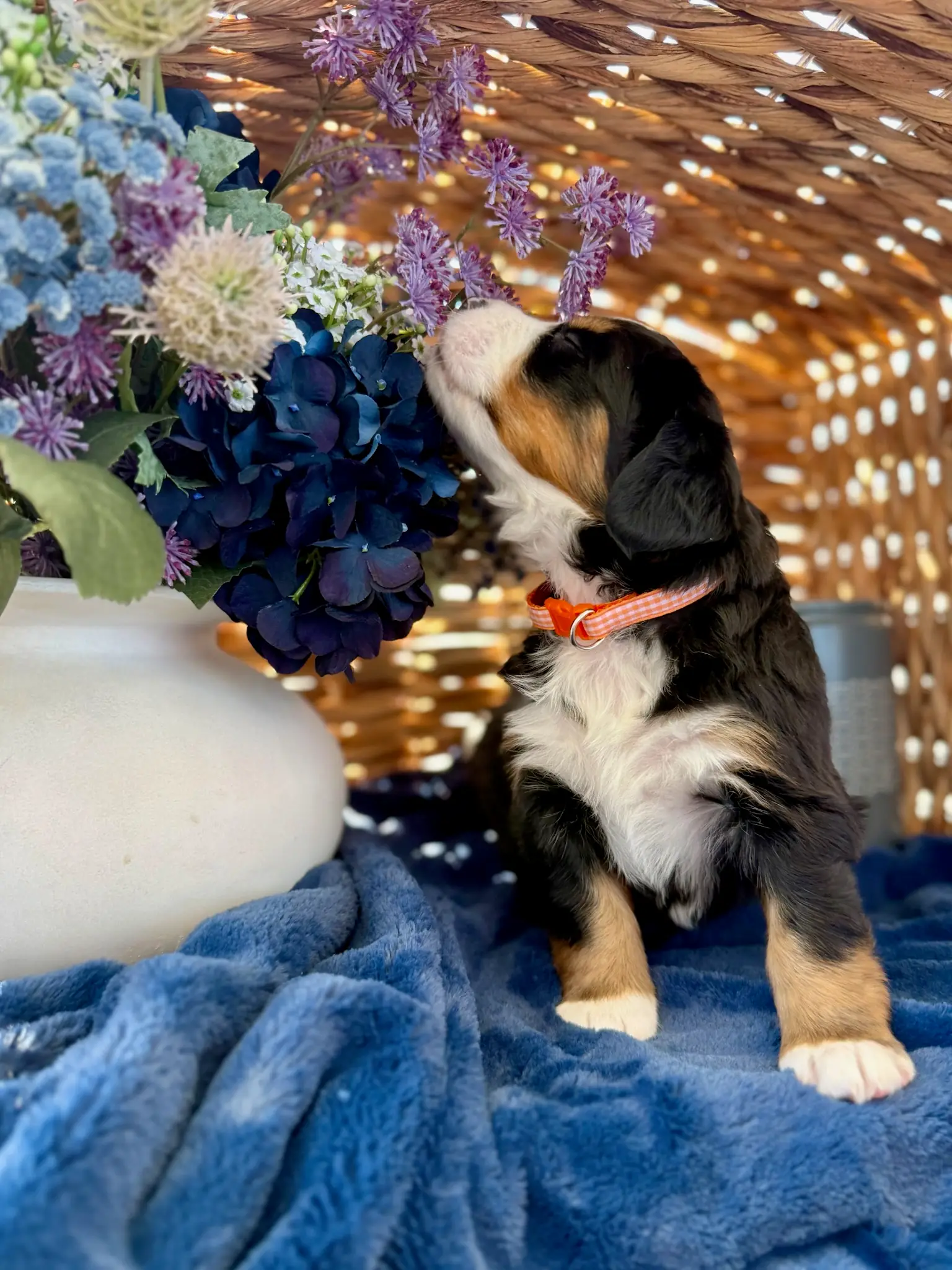 Orange collar puppy — July 24, 2026
