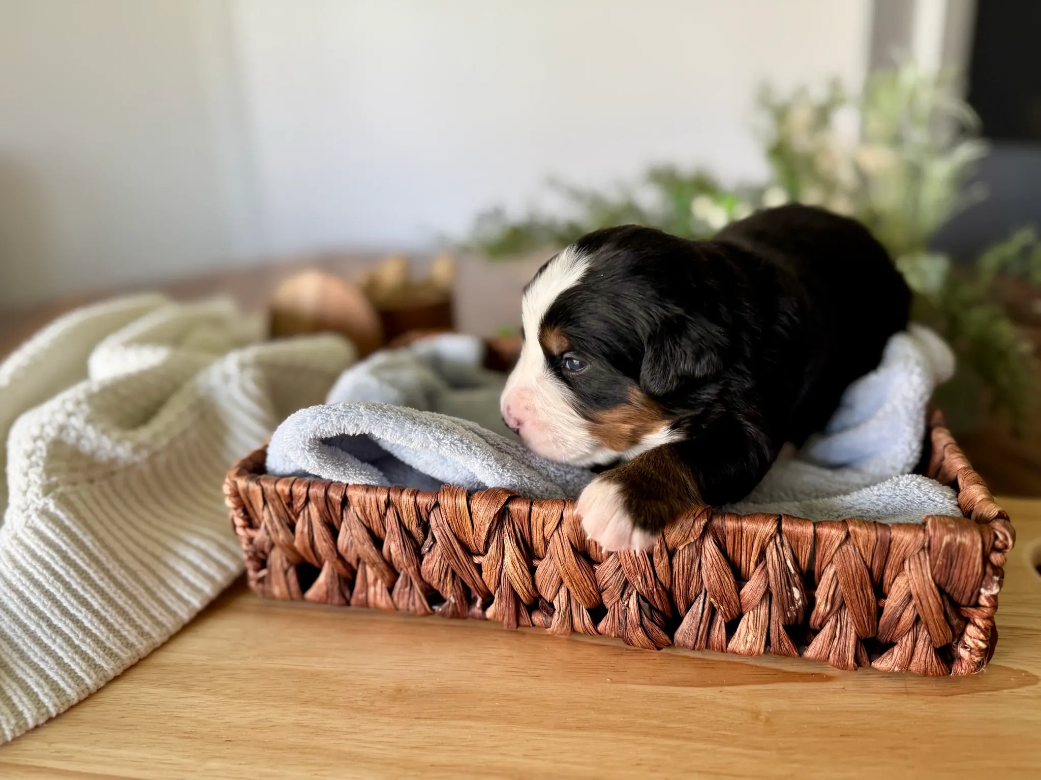 Orange collar puppy — July 7, 2026