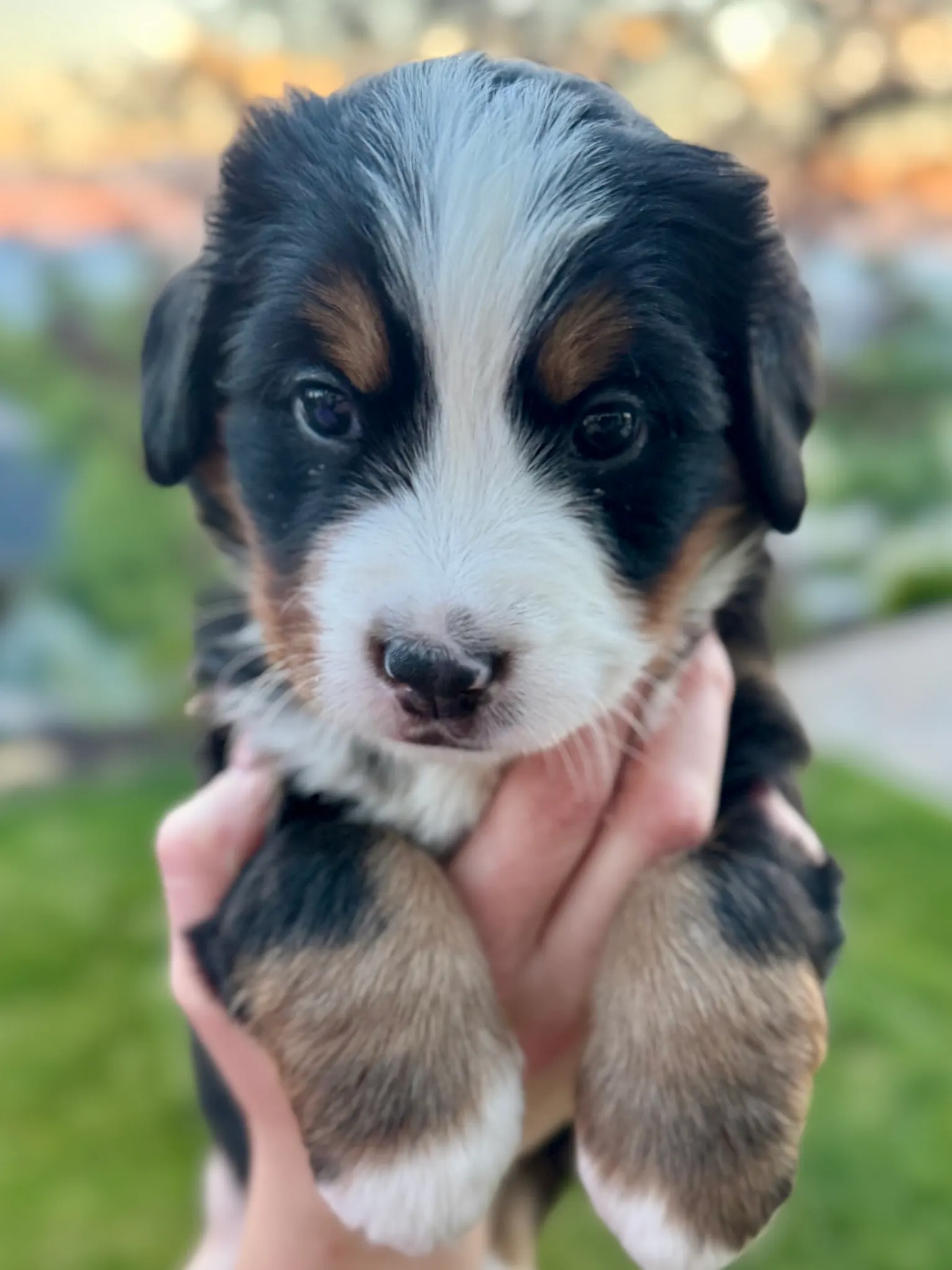 Orange collar puppy — July 23, 2026