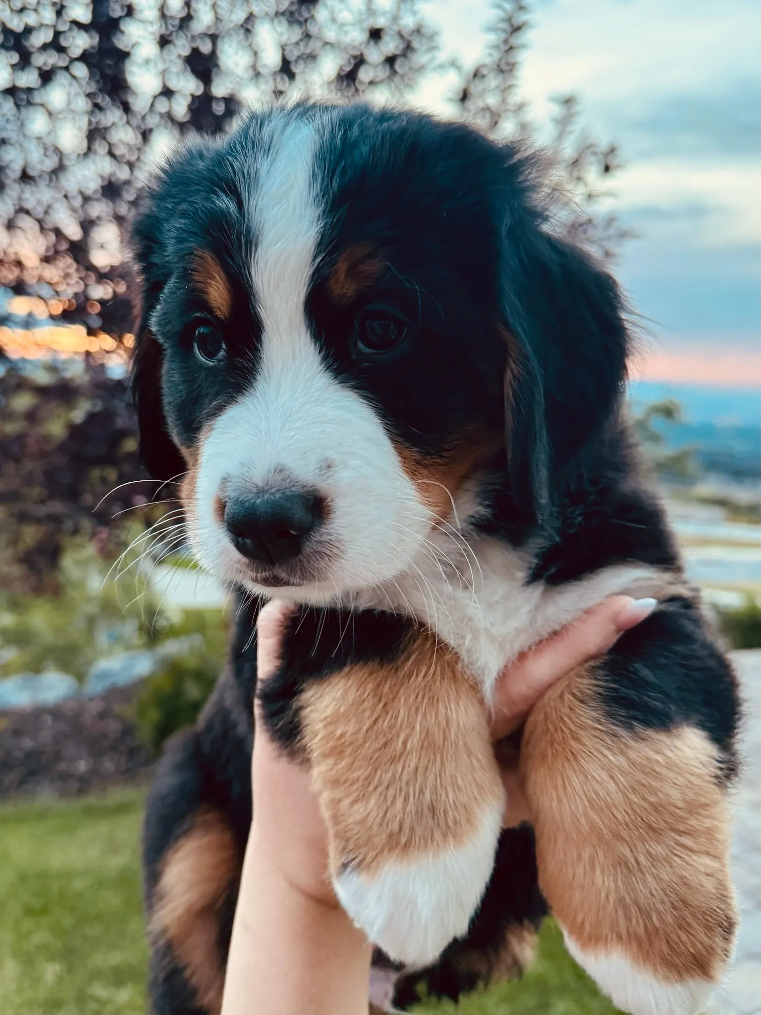Orange collar puppy — August 13, 2026