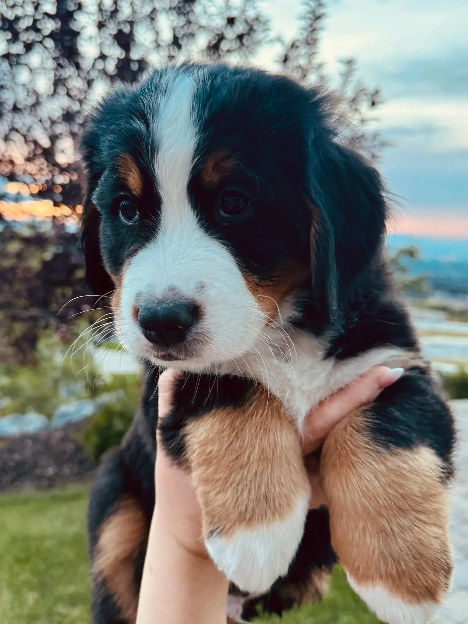 Orange collar puppy — August 13, 2026