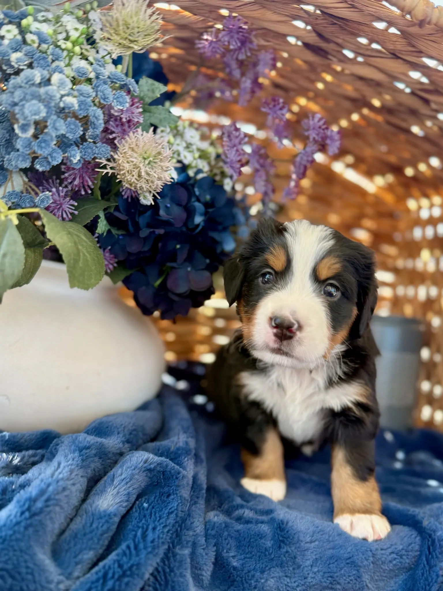 Orange collar puppy — July 24, 2026