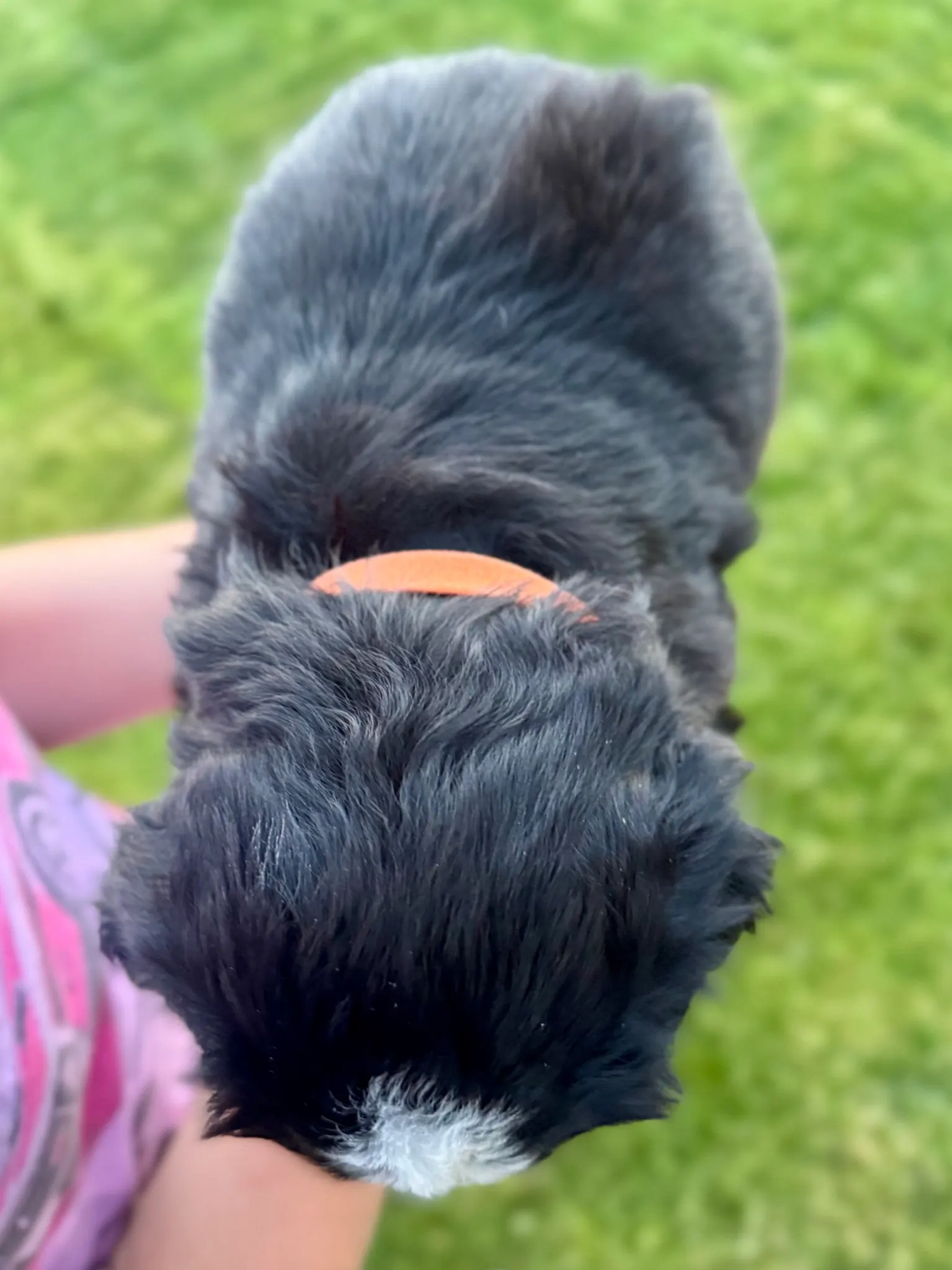 Orange collar puppy — July 23, 2026