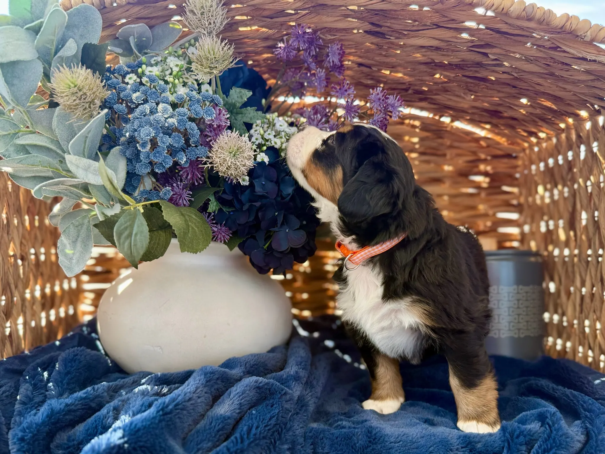 Orange collar puppy — July 24, 2026
