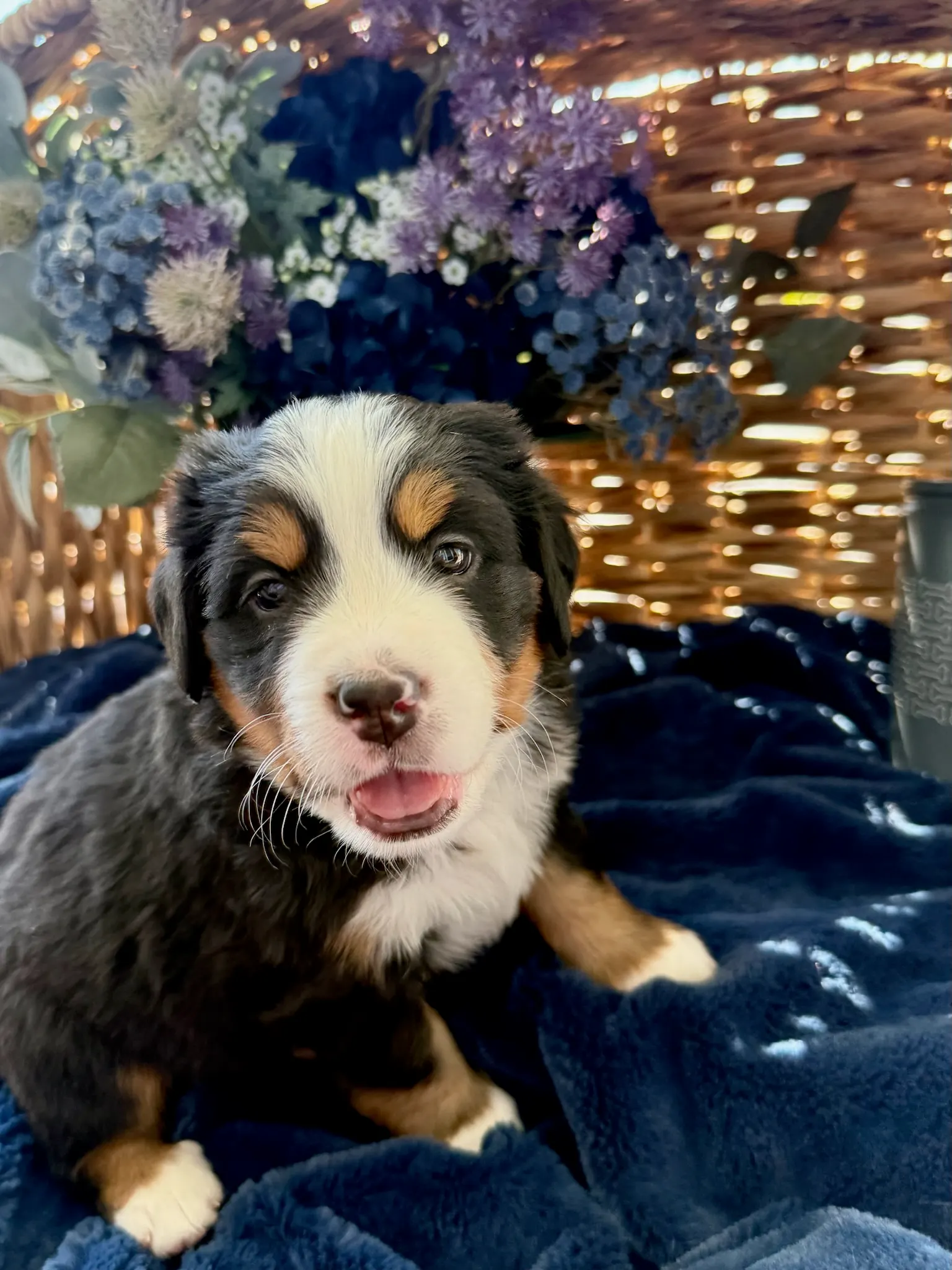 Orange collar puppy — July 24, 2026
