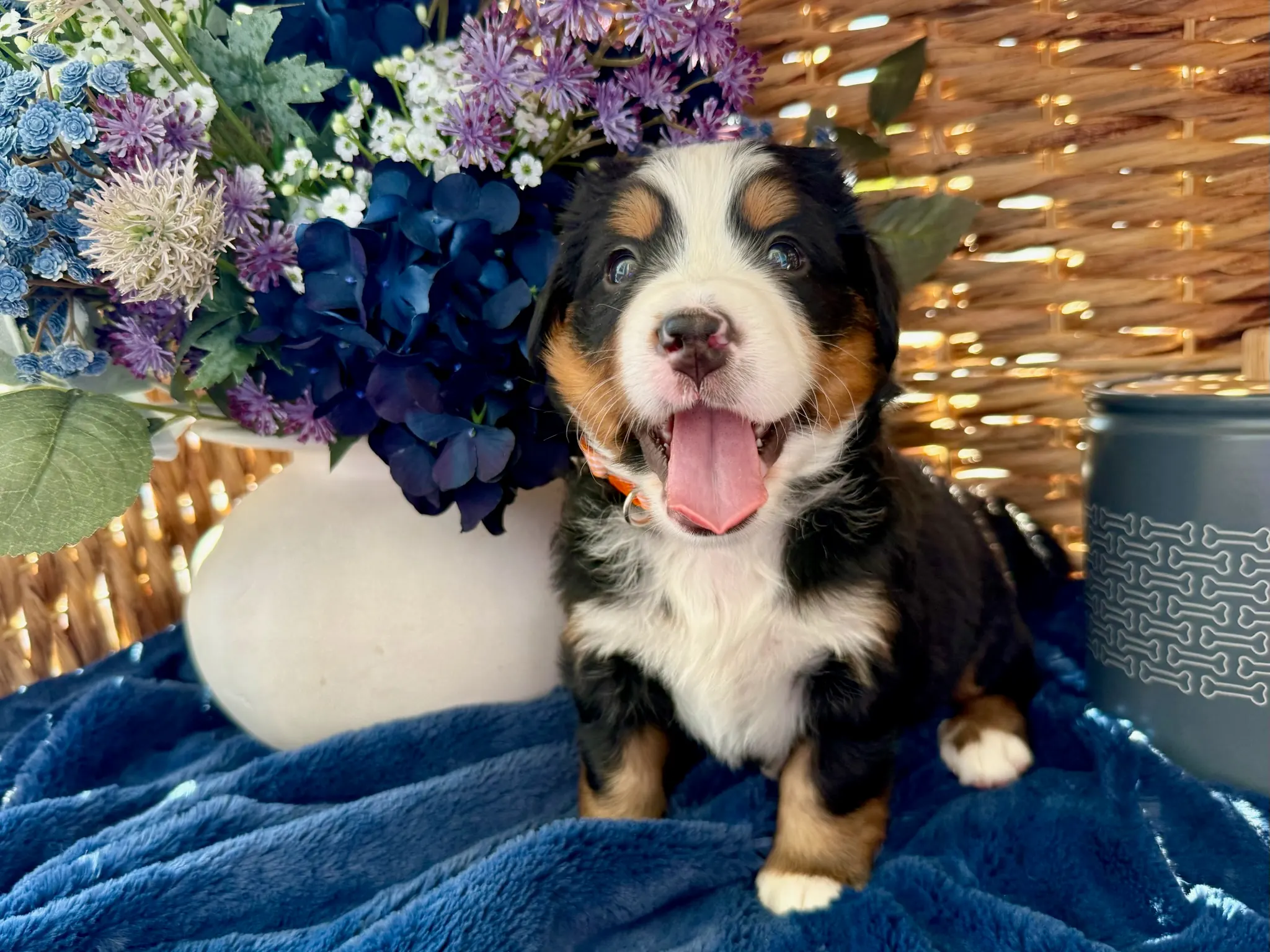 Orange collar puppy — July 24, 2026