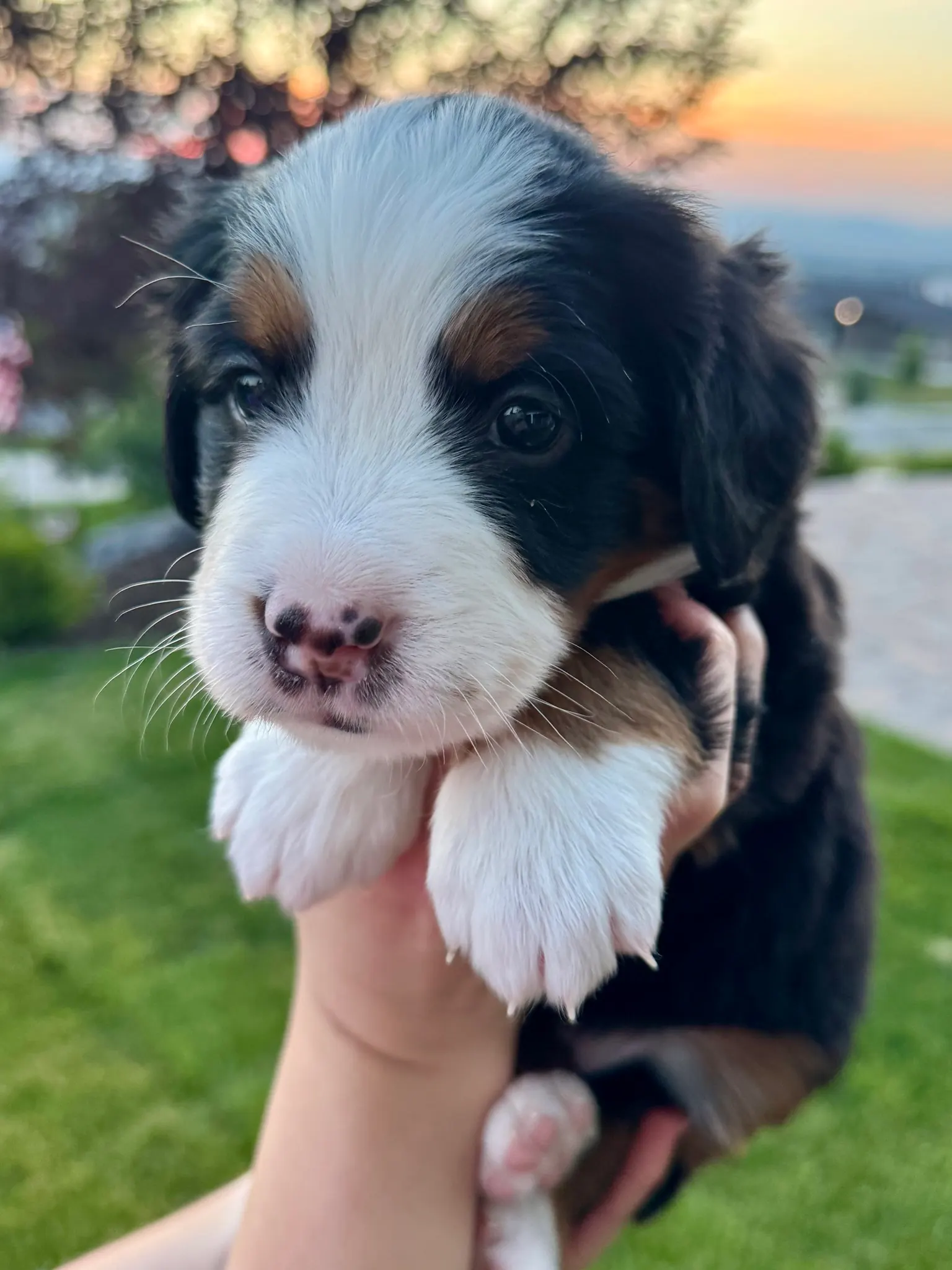 Pink collar puppy — July 23, 2026
