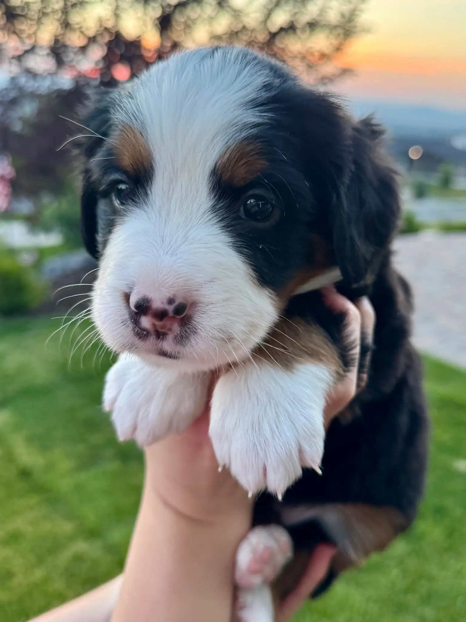 Pink collar puppy — July 23, 2026