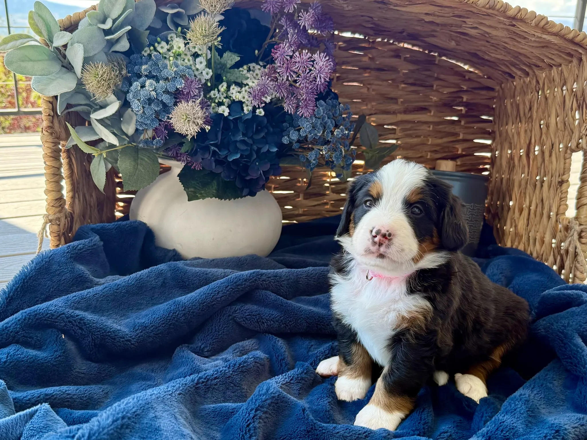 Pink collar puppy — July 24, 2026