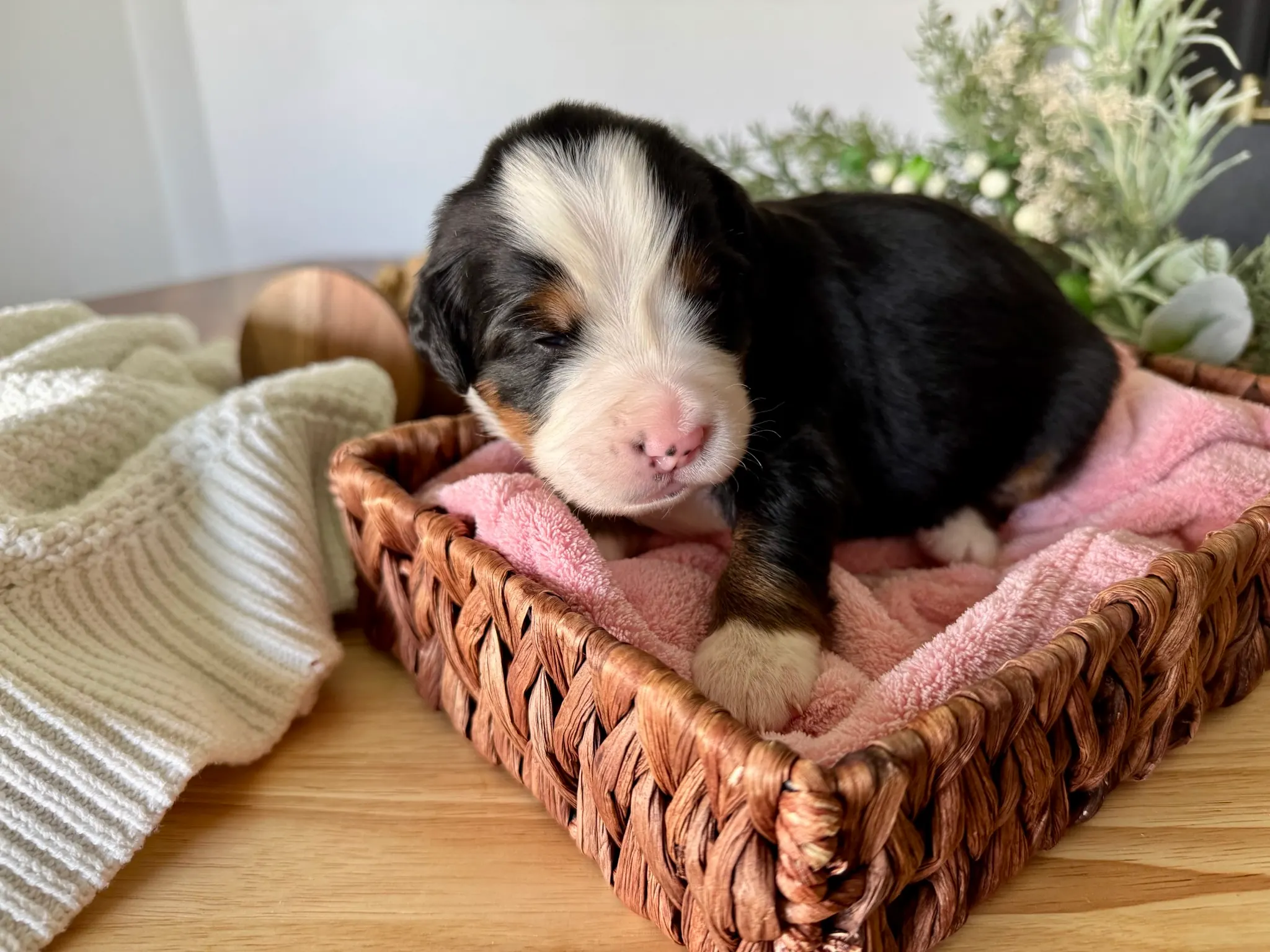 Pink collar puppy — July 7, 2026