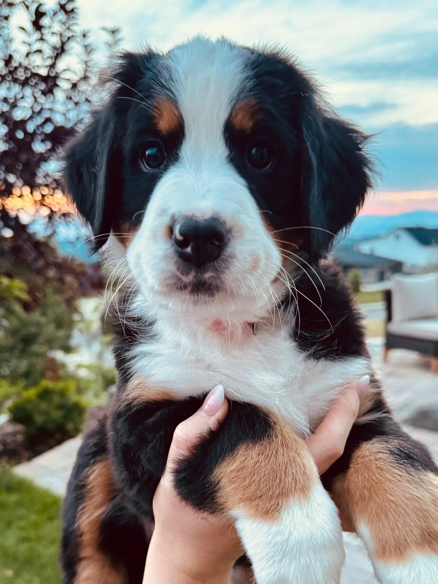 Pink collar puppy — August 13, 2026