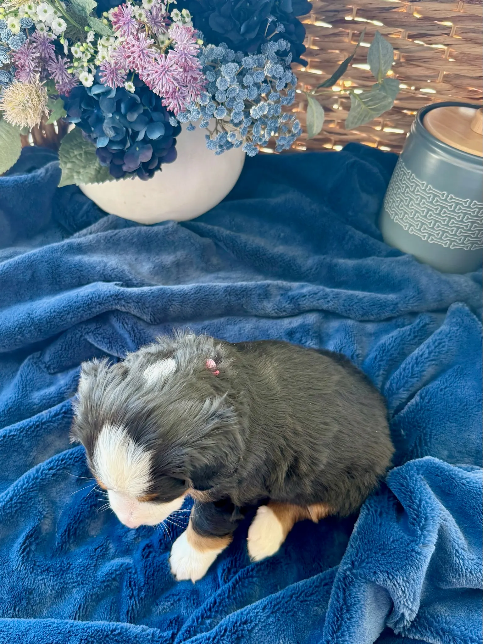 Pink collar puppy — July 24, 2026