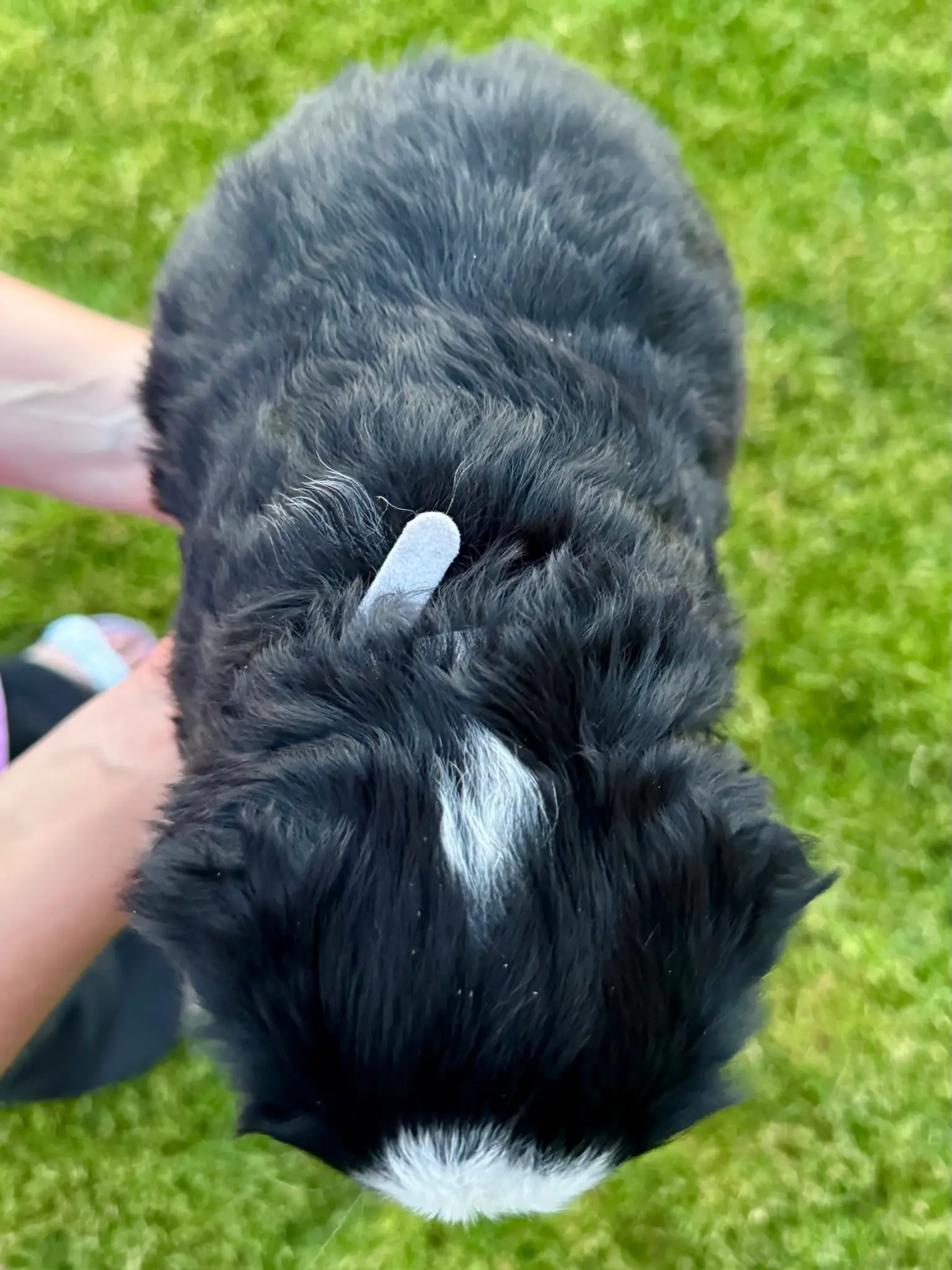 Pink collar puppy — July 23, 2026